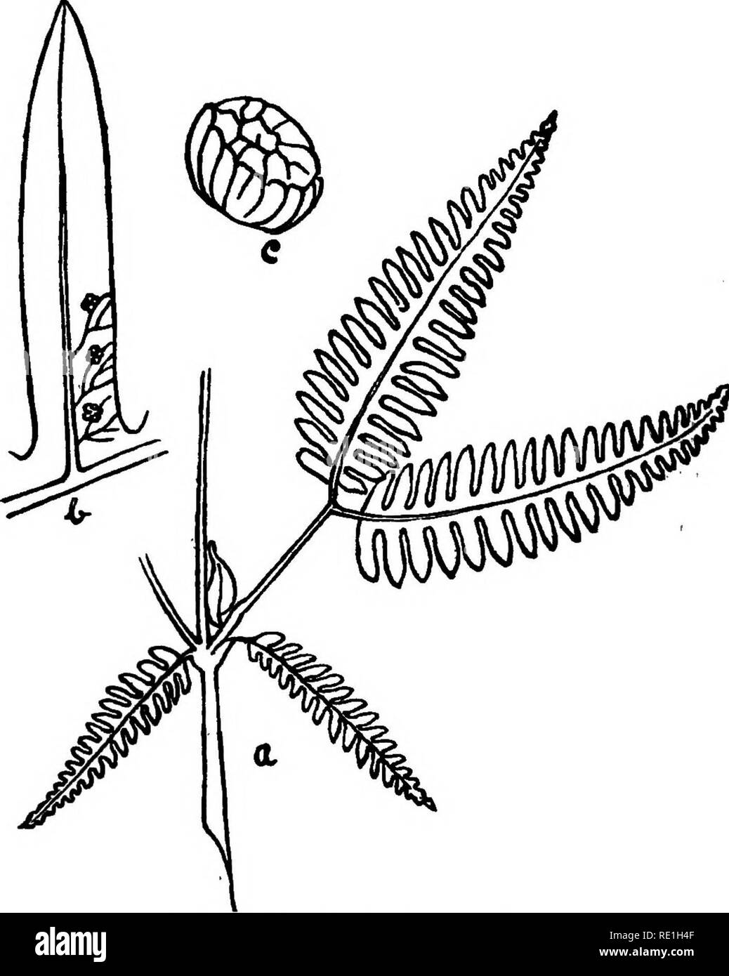 . Die Farne von Bombay. Farne. 28 Kasurgode, Bhatkal, Hebunkerri, Castle Rock; Konkan; Goa Gebiet, in der Nachbarschaft von Dood Sagor.. Abb. 6. - Gleichenia linearis Bedd., [a) Teil von Wedel (x|). (6) Segment (x2)." (c) Ckpsule (vergrößert). Bitte beachten Sie, dass diese Bilder sind von der gescannten Seite Bilder, die digital für die Lesbarkeit verbessert haben mögen - Färbung und Aussehen dieser Abbildungen können nicht perfekt dem Original ähneln. extrahiert. Blatter, Ethelbert, 1877-1934; Almeida, J. F. d' (Joseph Francis). Bombay, D. B. Taraporevala Söhne &Amp; Co. Stockfoto