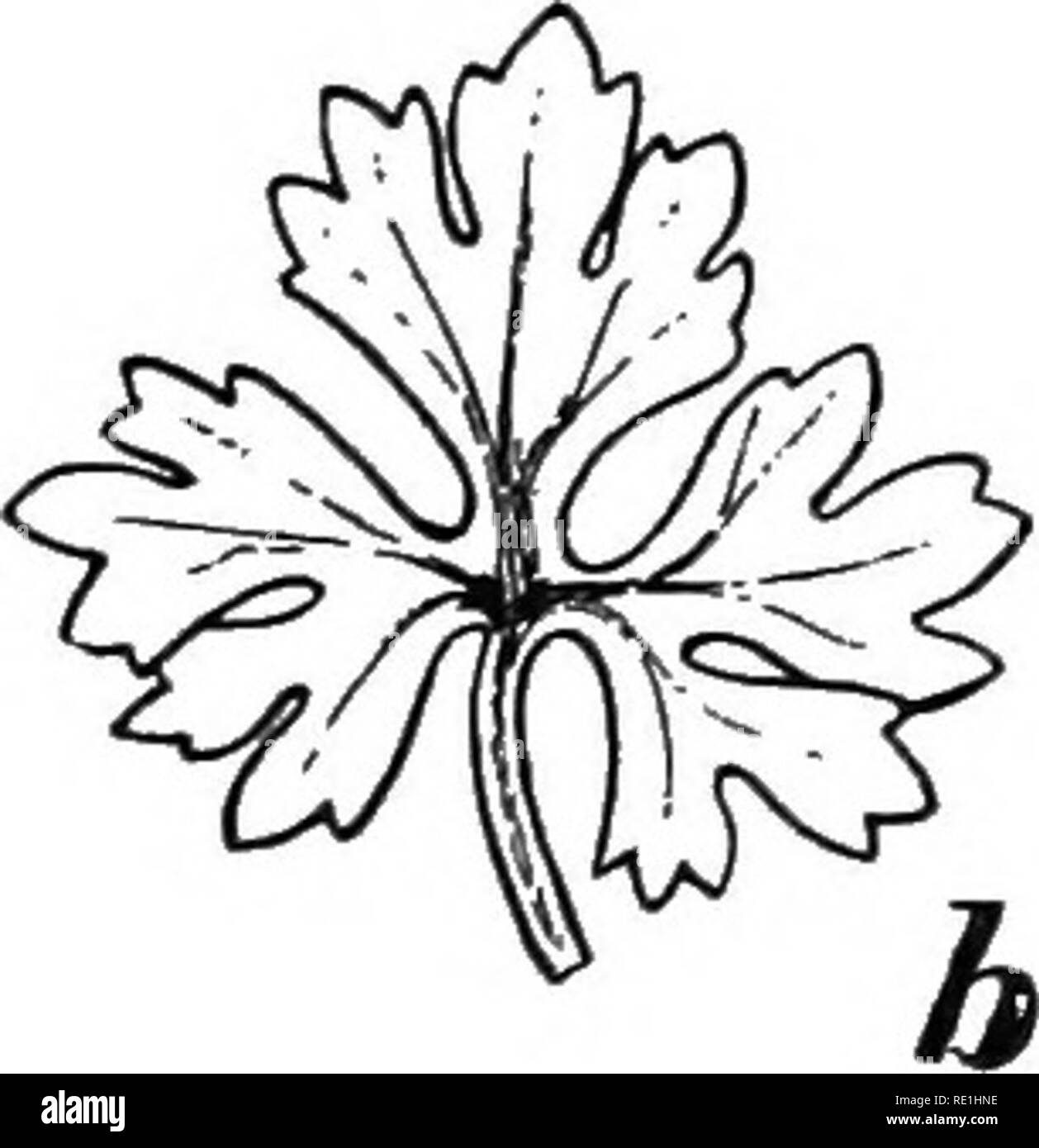 . Versuche mit Pflanzen. Botanik. 195. Blätter der Wasser-Buttercup: {a) Wasser - Blatt, (6) Air-Blatt. Spaltöffnungen occar, die in der Regel nur auf Oberflächen, die direkt ausgesetzt sind, in die Luft (Abb. 196). Wasser - Pflanzen haben in der Regel eine sehr schlecht entwickelten root-System: Viele von Ihnen haben keine Wurzeln, sondern Schweben auf dem Wasser und sank auf den Boden auf. Bitte beachten Sie, dass diese Bilder sind von der gescannten Seite Bilder, die digital für die Lesbarkeit verbessert haben mögen - Färbung und Aussehen dieser Abbildungen können nicht perfekt dem Original ähneln. extrahiert. Osterhout, Winthrop John Van L Stockfoto