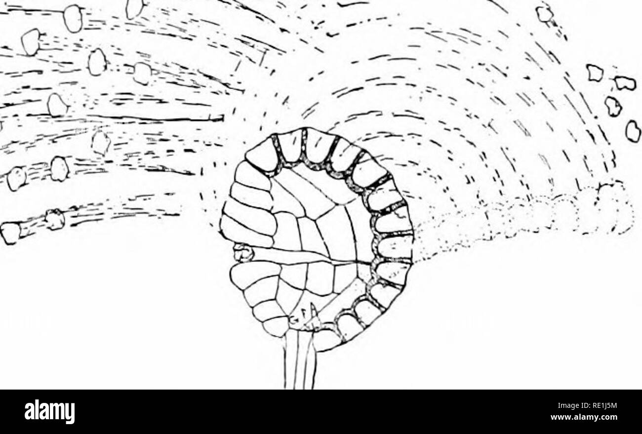 . Anlage Studien; eine elementare Botanik. Botanik. Abb. 301. Eine Reihe zeigt die dehiszenz einer Farn sporangium, den Bruch der Wand, die Begradigung und Zurückbiegen des Mitralrings, und den Rückstoß.- Nach dem Atkinson.. Andere relativ groß, die Kleinen produzieren männliche Spiel - tophytes (prothallia mit antheridia), und die grossen weiblichen gametophytes (prothallia mit archegonia). Bei ungeschlechtlicher Sporen unterscheiden sich daher permanent in der Größe, und Aufstieg geben. Bitte beachten Sie, dass diese Bilder aus gescannten Seite Bilder, die digital für die Lesbarkeit verbessert haben mögen - Färbung und App extrahiert werden Stockfoto