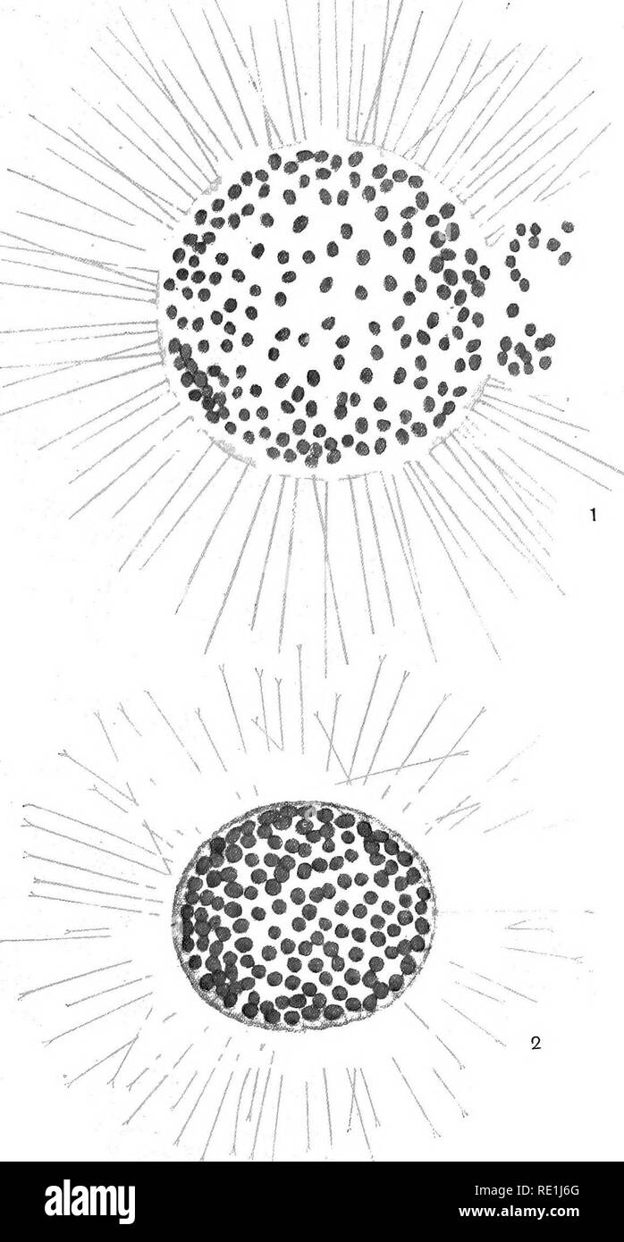 . Die britische Süßwasser und Rhizopoda Heliozoa. ; Rhizopoda Heliozoa; Süßwasser Tiere. Platte LXXIl. Bitte beachten Sie, dass diese Bilder sind von der gescannten Seite Bilder, die digital für die Lesbarkeit verbessert haben mögen - Färbung und Aussehen dieser Abbildungen können nicht perfekt dem Original ähneln. extrahiert. Cash, James, 1839-1909; Hopkinson, John, 1844-1919. gemeinsame Thema; Wailes, George Herbert, 1862. London, Gedruckt für den Ray Scociety Stockfoto