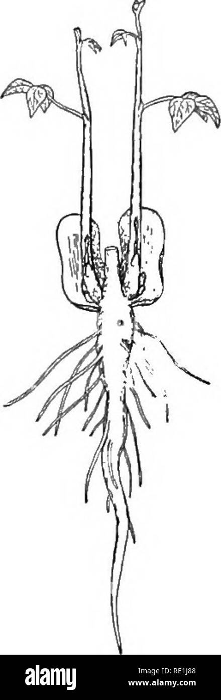 . Versuche mit Pflanzen. Botanik. Erste etablierte 79 Durch dieses Gerät ein Teil der Anlage, auch wenn sie verbogen oder schief, kann sofort markiert und mit viel größerer Genauigkeit als wenn in der üblichen Weise durchgeführt werden. An Stelle eines Schiebers verwenden wir zwei kleine gezahnten Räder (erhältlich von Uhrmacher) zusammen auf ein kleines Stück Draht gelötet. "Was die empfindliche Spitze der Stammzellen schützt gewaltsam durch den Boden gefahren wird? Vergleichen Sie die Geräte, mit denen die Mais (Abb. 56) und Scarlet runner (Abb. 57) die Spitze zu schützen. Was hap-Stifte ist die Spitze verletzt? Es Eemove und sehen (vgl. Stockfoto