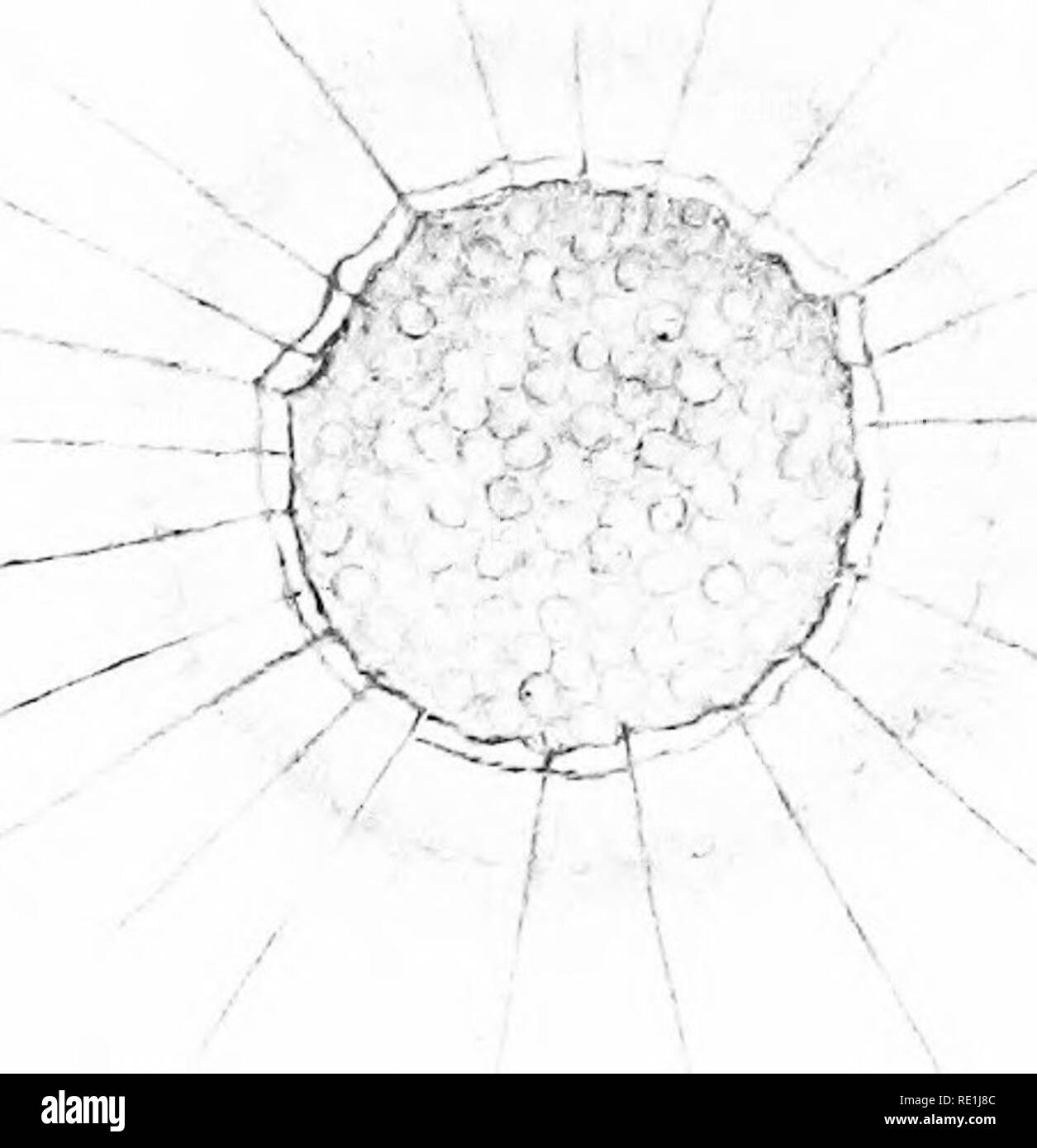 . Die britische Süßwasser und Rhizopoda Heliozoa. ; Rhizopoda Heliozoa; Süßwasser Tiere. Platte LXVIII. &Gt;-- v-1 ^ / 'J' • '^. Bitte beachten Sie, dass diese Bilder sind von der gescannten Seite Bilder, die digital für die Lesbarkeit verbessert haben mögen - Färbung und Aussehen dieser Abbildungen können nicht perfekt dem Original ähneln. extrahiert. Cash, James, 1839-1909; Hopkinson, John, 1844-1919. gemeinsame Thema; Wailes, George Herbert, 1862. London, Gedruckt für den Ray Scociety Stockfoto