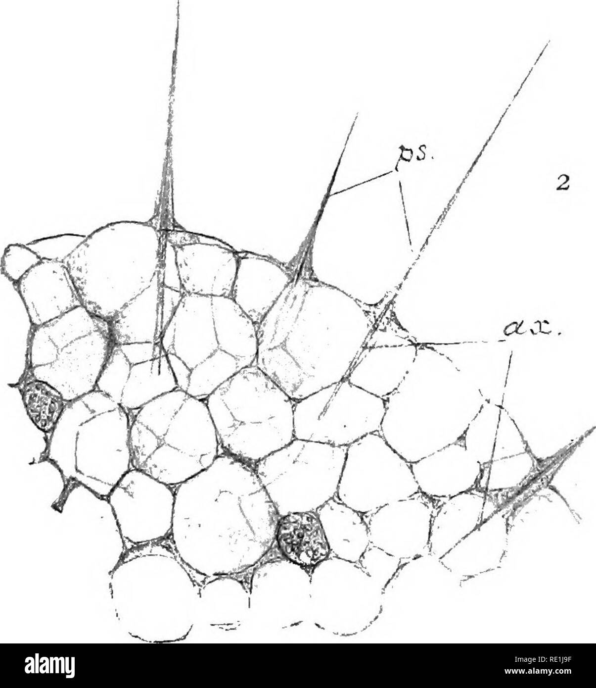 . Die britische Süßwasser und Rhizopoda Heliozoa. ; Rhizopoda Heliozoa; Süßwasser Tiere. . Bitte beachten Sie, dass diese Bilder sind von der gescannten Seite Bilder, die digital für die Lesbarkeit verbessert haben mögen - Färbung und Aussehen dieser Abbildungen können nicht perfekt dem Original ähneln. extrahiert. Cash, James, 1839-1909; Hopkinson, John, 1844-1919. gemeinsame Thema; Wailes, George Herbert, 1862. London, Gedruckt für den Ray Scociety Stockfoto