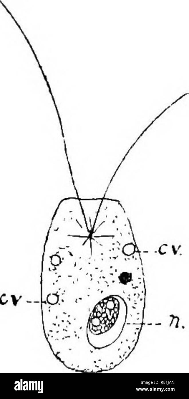 . Die britische Süßwasser und Rhizopoda Heliozoa. ; Rhizopoda Heliozoa; Süßwasser Tiere. Abb. 195.- Dimorpha, Handschuhe. Auf der linken Seite, eine speoimeu mit pseudo-Podia erweitert. (Nach Sohoiiteden.) Auf der rechten Seite, eine unreife Form ohne pseudopodia. (Nach Blochmann.) c.v. Kontraktile Vesikel. 71. Kern. Die koloniale Erstechen Anthophysa, und Staaten, die einer Der flagellen verwendet werden können als Anker; die Tiere beobachtet wurden auf Monas zu ernähren, die kontraktilen Vesikel hatten eine Dauer von 25 Sekunden. Gruber gibt Illustrationen mit der Heliozoan, in dem die Körper kugelförmig ist und die Pseudo Stockfoto