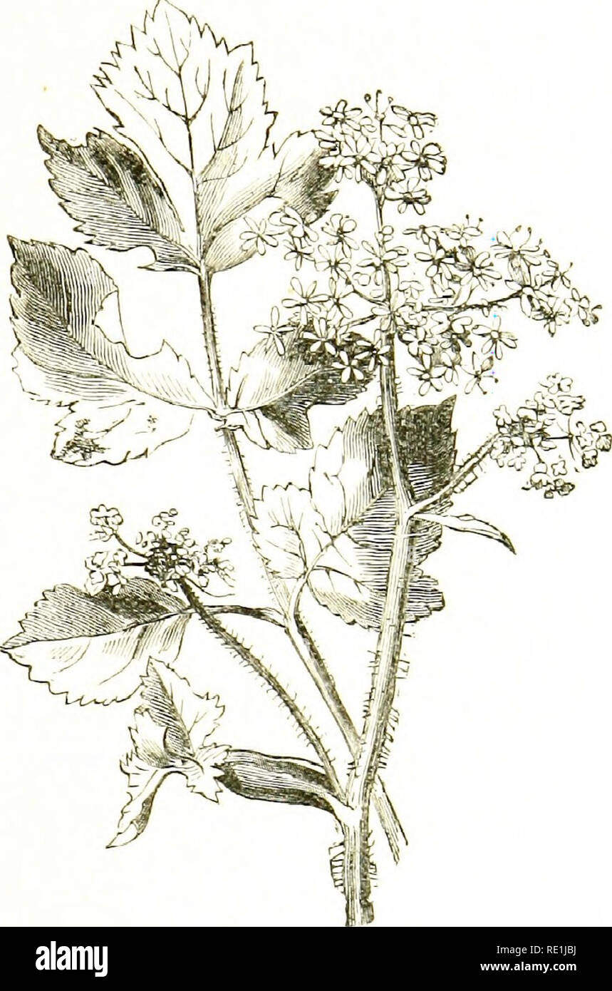 . Blumen des Feldes. Botanik. r' AKSI. FA" Familie mit reichlich milchigen Saft, Trocknen zu einer braunen Harz; Stammzellen 3-^ Füße hoch, zerfurcht, hohl; haves j-Gefiedert,; Merkblätter pinnatifid mit schmalen, zugespitzten Segmente; Hüllblätter viele, *deflexed, bestehen - Hno; Blumen wie. - Sümpfe, vor allem im Süden und Osten; selten. - Fl. Juli, August. Mehrjährig 3,* S. Ostruthium (masterwort). - Eine glatte, Stout, i - 3 Fuß hoch; Stammzellen runde, zerfurcht, hohl; Blätter lange angepirscht,. biternate; Merkblätter Paar große, breit-eiförmig, geschnitten und gezähnt; Dolden groß: braels abwesend; weiße Blumen.- feuchten Wiesen in Stockfoto