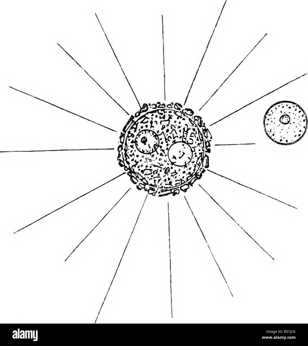 . Die britische Süßwasser und Rhizopoda Heliozoa. ; Rhizopoda Heliozoa; Süßwasser Tiere. 46 BRITISCHE PEESHWATEE HELIOZOA. Durchmesser des äußeren Umschlag 35/A bis 50/x, in der Regel zwischen 40 ju. und 45 fj,; Länge der pseudopodia gleich über den Durchmesser des Körpers. Lebensraum: Seen, Teiche und Flüsse; auch die Marine. Selten. Distrihution. - N. in Wales. - Capel Curig {G. 8. West).. Abb. 188,- LithocoHa Nana. Auf der rechten Seite, der Zellkern, weiter ausgebaut. (Nach Penard.) Westen 23 fi als der Durchmesser der einzelnen von ihm beobachtet und festgestellt, dass die Körner sand Com - Posing der Umschlag waren klein und Stockfoto