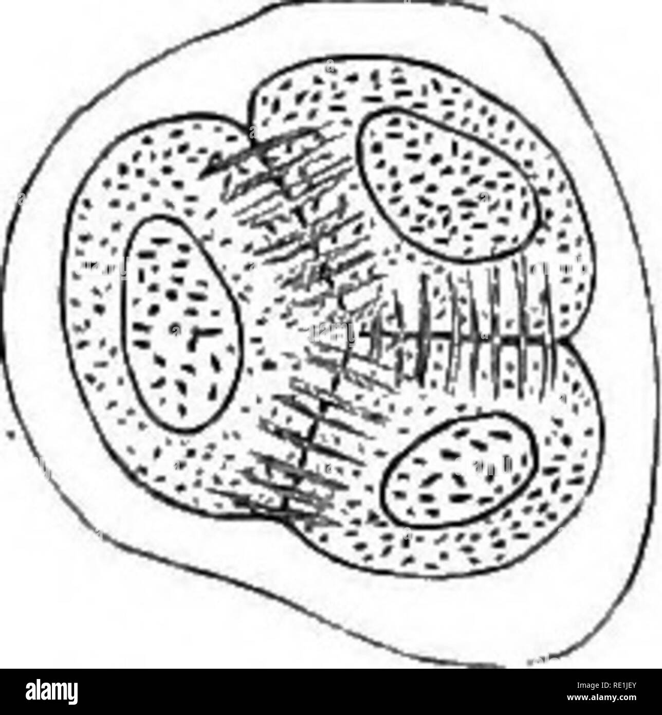 . Ein Handbuch der Botanik. Botanik. Ficf. 664. Hellehorus ftelidux. A-n ach dem strasburger. (X540) Quadripartition der Mutter - Zelle von Pollen: in B das Anschlussgewinde und Cell-Platten angezeigt, in der die Wände gebildet worden. Nur drei sind sichtbar, der vierte nicht "im Fokus; die Entwicklung ist Tetraedrischen. als buddinff, oder gp. Mination (fiy. 662) unter der unteren Thallophytes. In einigen wenigen Fällen in einigen der niederen Pflanzen die Teilung der Zelle ist nicht vorangegangen durch Division des Kerns. In anderen, nach dem Kern ist geteilt, die neue Zelle-Wand wird von einem Einwachsen von den Wänden gebildet Stockfoto