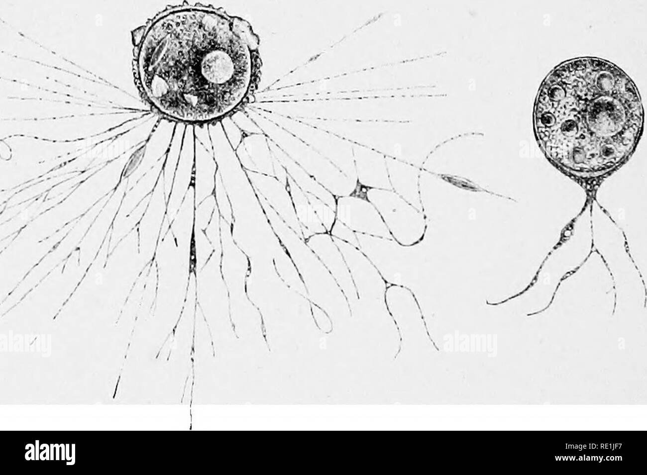 . Die britische Süßwasser und Rhizopoda Heliozoa. ; Rhizopoda Heliozoa; Süßwasser Tiere. Abb. 157.- Allogromia flrmalis. x200. (Nach Dujardin.) Amer. "), In eine viel umfassendere Berücksichtigung seiner 0. terricola, begleitet von exzellenten Zeichnungen, lässt auch (wegen Mangel an Proben) alle Details der rr^^ vS. 7/r^r i' [) Schwein. 158,- AUogromia fiuvialis, mit dem pseudopodia voll und nur teilweise erweitert, x J20. (Nach Leidy, wie Gromia terricola, aber zu drei Fünftel der Größe seiner Figuren reduziert.) Blende, aber er nimmt die Präsenz eines einzigen Kern, die er beschreibt, wie groß, blass, ein Stockfoto