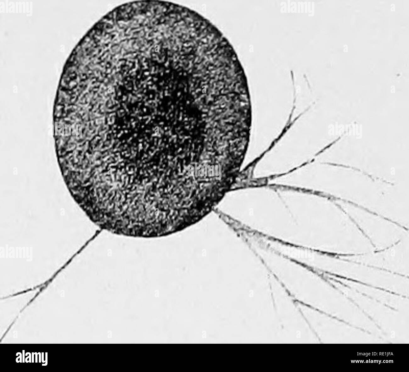 . Die britische Süßwasser und Rhizopoda Heliozoa. ; Rhizopoda Heliozoa; Süßwasser Tiere. Abb. 157.- Allogromia flrmalis. x200. (Nach Dujardin.) Amer. "), In eine viel umfassendere Berücksichtigung seiner 0. terricola, begleitet von exzellenten Zeichnungen, lässt auch (wegen Mangel an Proben) alle Details der rr^^ vS. Bitte beachten Sie, dass diese Bilder sind von der gescannten Seite Bilder, die digital für die Lesbarkeit verbessert haben mögen - Färbung und Aussehen dieser Abbildungen können nicht perfekt dem Original ähneln. extrahiert. Cash, James, 1839-1909; Hopkinson, John, 1844-1919. gemeinsame Thema; Wa Stockfoto