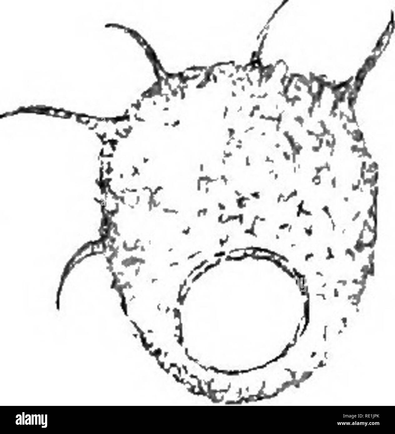 . Die britische Süßwasser und Rhizopoda Heliozoa. ; Rhizopoda Heliozoa; Süßwasser Tiere. DIFFLUGIA CONSTRICTA. .43 var. ecornis (Ehrenb.) Leidj, oft ähnlich sind die anerkannten Art D. constricta. In beiden Arten der Test chitinous ist und mit anderen Teilchen mehr oder weniger fallen; wenn diese bestehen aus eng-set Sand oder Silikatischen Platten ganz ausblenden Der chitinous Membran und eine graue Farbe auf die Probe, es wird identifiziert mit D. conatricta; wenn jedoch die anhängenden Angelegenheit ist mehr oder weniger verstreut, so dass Teile des chitinous Membran ausgesetzt, und der Test ist, o Stockfoto