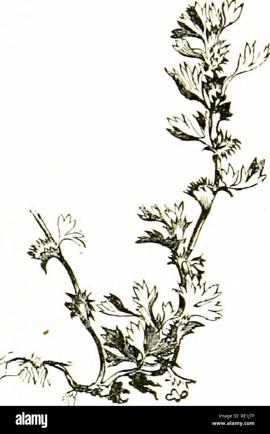 . Blumen des Feldes. Botanik. ROSE FAMILIE ^53 I. C. pah'isfre (Marsh Cinquefoil ^.- Eine stout, krautige Pflanze, über einen Fuß hoch; r/iizome Woody; Stängel aufsteigend, rötlich braunen, grünen Blätter gefiedert, 5 - 7 Broschüren; sii/u/ks Arge, membranöse'; Jfcnoers Paar zusammen, groß, dunkel violett-braun; Sef 'a/s größer als die Blütenblätter. - torfmoore; häufige. - Fl. Juni, Juli. Mehrjährig. 10. Alchemilla (Lady's: Iantle). - Kräuter mit einfachen, orbi-, mehr oder weniger geteilt vorschreiben/Traufe: jio - Wir/s Minute, in corym-Bose cymes, generell tetraraerous, apetalous; ich "aly. x, mit anepica 'lyx, Anhalten Stockfoto