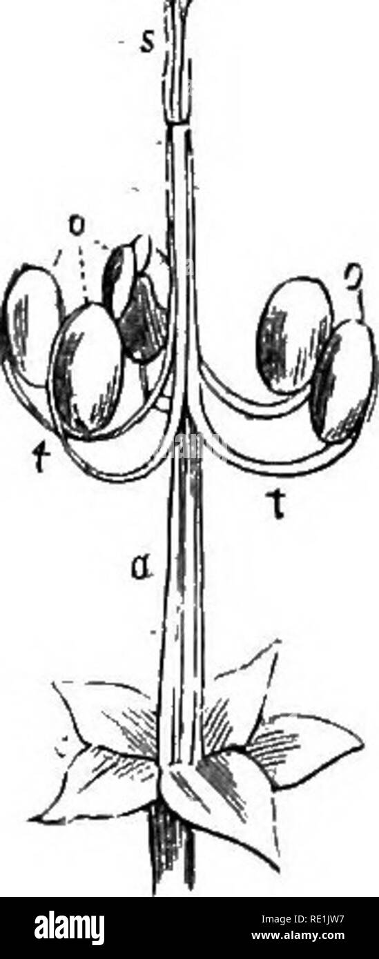 . Ein Handbuch der Botanik. Botanik. 246 HANDBUCH FÜR BOTANIK Abb. 525, f, ^U Abb. sae. Kapseln mit einer gewissen Elastizität getrennt von der Achse, an der sie befestigt sind, wie in einigen Euphorbiacese, haben sie Kokken {Abb. genannt worden. 543, c, c, c). Von einigen Botanikern, alle Samenkapseln, die damit von der Achse in einem septioidal Art und Weise trennen, sind Kokken bezeichnet, und die Frucht wird als dicoccous, tricoccous, &Amp; o. Nach ihrer Zahl. Ist es besser, alle Früchte, die fruchtblätter, die getrennt von einander, ohne Öffnung - schizo-Karpfen; und zu erwägen, "Ihnen indehisoent. Früchte, ein Stockfoto
