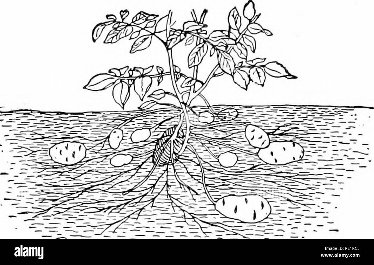 . Anlage Studien; eine elementare Botanik. Botanik. 76 ANLAGE STUDIEN ergeben sich mit großer Schnelligkeit, und Bäume werden können - sind mit neuen Laub in ein paar Tagen behandelt. Von der Keller stammt die Oberirdische Teile so rasch, dass die Oberfläche des Bodens scheint plötzlich mit jungen Vegetation bedeckt zu sein. Dieser plötzliche Wechsel von vergleichende Rest zu große Aktivität hat auch als das "Erwachen" der Vegetation. gesprochen. Abb. 6 V. Eine Kartoffelpflanze, die die unterirdischen Knollen.- Nach dem strasburger. C. Stängel mit Blüten Blätter 54. Die Blume. - die so genannte "Blumen" Das cer Stockfoto