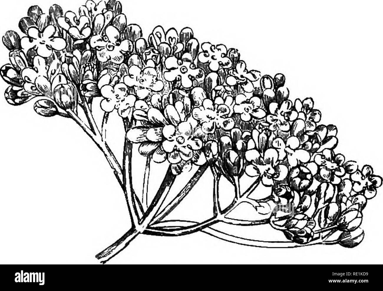 . Ein Handbuch der Botanik. Botanik. 122 HANDBUCH FÜR BOTANIK Expansion der Blüten zeigt seine wahre Natur. Beispiele sind in der PELARGONIEN gesehen. Abb. 232.. Abb. 232. Der Polychasiai cyme Laurustmus^ (Fi&amp;!/rwf/; ft Tinus), e. Die Verticillaster. - Dies ist eine sehr verkürzte cyme, die Blumen haben sehr kurze Stiele, und erscheinen fast Stiellose. Abb. 23.S. Die erste Achse führt zu zwei Zweige, aber die letzteren und ihren nachfolgenden Zweige tragen in der Regel nur jeweils eine. Die ganze verticillaster ap-Birnen wie ein Cluster-ol sessile Blumen. Instanzen werden durch Stockfoto