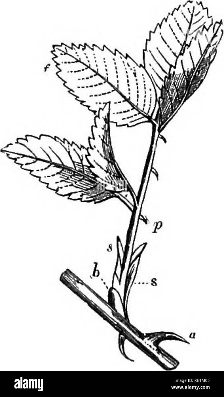 . Ein Handbuch der Botanik. Botanik. Abb., 81. Decurrent Blätter der Beinwell. Abb. 82. Ein Teil der brancli, r, der commou Rose {Eosa canina). a. Ein Kribbeln. 6. Bud in der achsel eines Compound Leaf, /, mit Gestielten Faltblätter, s. Blattstiel. *, S. Adnate oder adhärente Nebenblätter. Abgefallen {Abb. 37). Das Kissen kann bilden eine Art Hülle, fast den Stamm, wie in der gemeinsamen Pelargonium. Es mag etwas Häutig und kom- plett umschließen den Stamm, wie Narren Petersilie {Abb. 78). Diese Modi der Anordnung werden als semi-amplexicaul und amplexicaul, beziehungsweise bekannt. In einigen Anlagen die Stockfoto