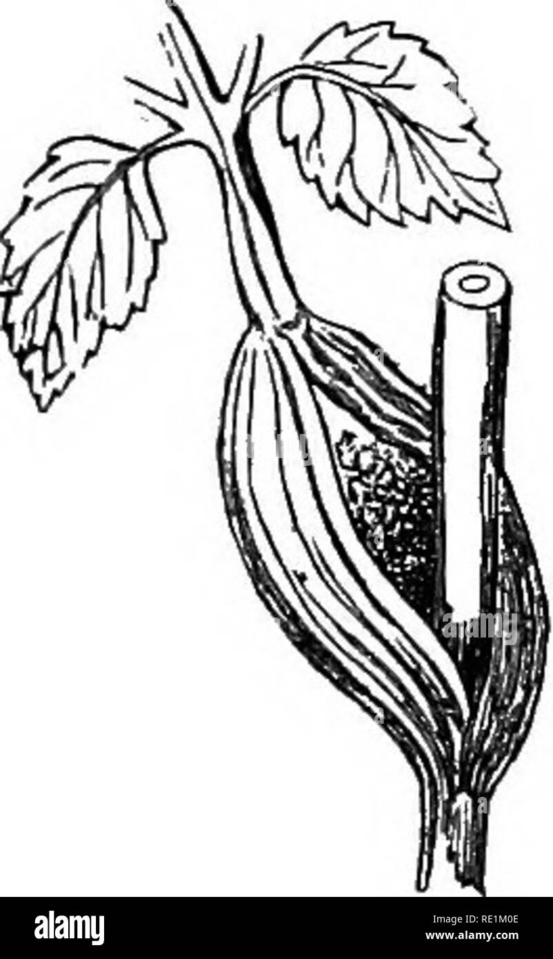 . Ein Handbuch der Botanik. Botanik. GENEKAL MOEPHOLOGY DER ANLAGE 53 Teil vermitteln, die mesopodium oder blattstiel. Entweder die Epi-Podium oder Der mesopodium kann fehlen. Das Blatt in eine oder alle dieser Regionen erfolgt in der Regel die Form einer abgeflachten Expansion, wegen der Verteilung des Wachstums in der phyllopodium führen zur Entwicklung einer dünnen Flügel entlang zwei seiner Seiten in einem lateralen Ebene. Dieser Flügel ist in der Regel aber nicht immer auf die epipodium, beschränkt, wenn es sich um die in das Blatt-Blade oder Lamina gibt. Die Zweige des epipodium, wenn vorhanden, auch geflügelte sind, und die relative Abb. 78. F Stockfoto