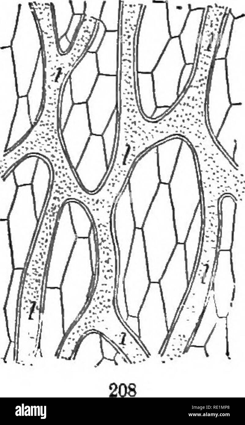 . Die Elemente der Botanik umarmen organography, Histologie, pflanzlichen Physiologie, Systematische Botanik und wirtschaftlichen Botanik ... zusammen mit Ein vollständiges Glossar der "Botanische Begriffe". Botanik. Nally, als zähflüssig Ausscheidung von einigen Stielen, und den Nektar der Nektarien. 116. Sieb - Rohre (Abb. 209, Sie) sind Kanäle, nicht liguified, farblos, in langen Abständen horizontale oder olalique Septen, die perfora-ted. Manchmal sind die seitlichen Wände sind an verschiedenen Stellen perforiert, und diese sind Sieb genannt - Discs. Durch die Perforation der proto-plasmic Inhalt der Zellen frei vereinigen. In vergitterten Stockfoto