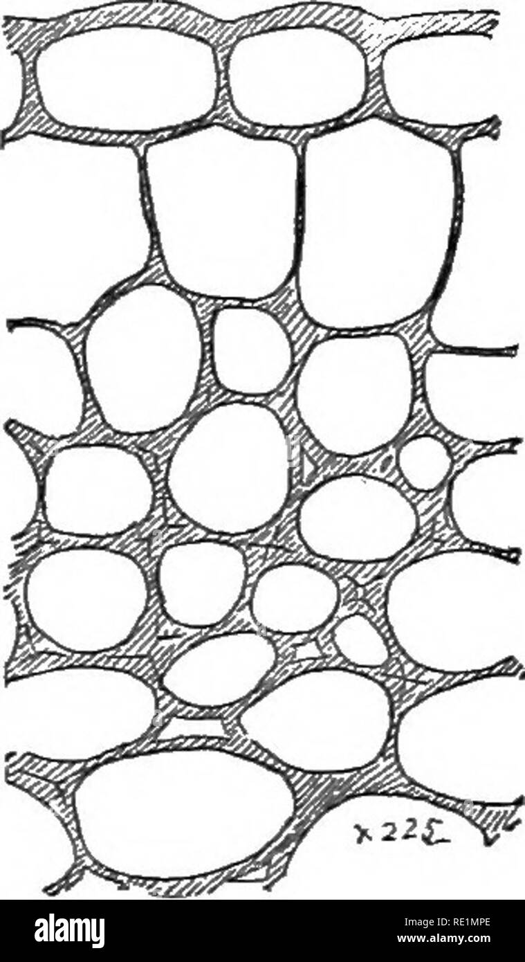 . Die Elemente der Botanik umarmen organography, Histologie, pflanzlichen Physiologie, Systematische Botanik und wirtschaftlichen Botanik ... zusammen mit Ein vollständiges Glossar der "Botanische Begriffe". Botanik. Gewebe. 91. Nally, als zähflüssig Ausscheidung von einigen Stielen, und den Nektar der Nektarien. 116. Sieb - Rohre (Abb. 209, Sie) sind Kanäle, nicht liguified, farblos, in langen Abständen horizontale oder olalique Septen, die perfora-ted. Manchmal sind die seitlichen Wände sind an verschiedenen Stellen perforiert, und diese sind Sieb genannt - Discs. Durch die Perforation der proto-plasmic Inhalt der Zellen frei vereinigen. Stockfoto