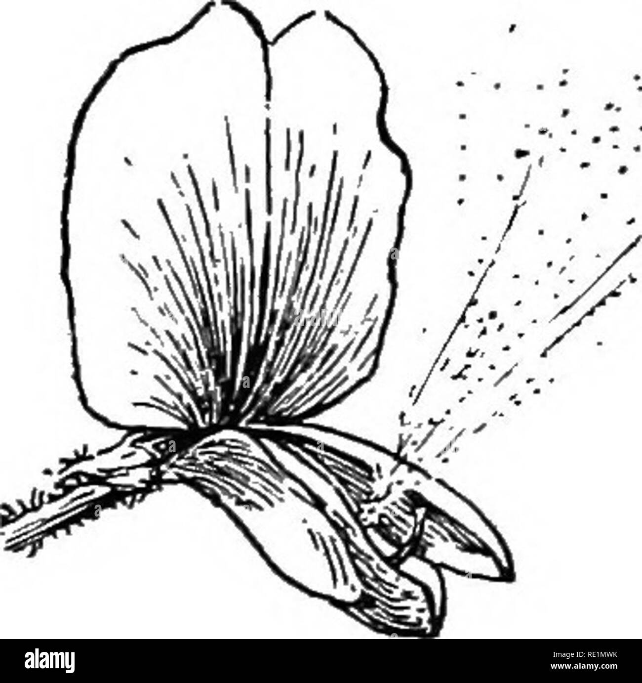. Elementare Botanik. Botanik. Abb. 462. Blume des cytisus im Wintergarten angebaut. Gleiche Blume Streuung Poller. Zu den verschiedenen Arten von Reizen. Keine Pflanze hat mich so sehr in dieser Hinsicht als die Canna verwirrt, und jeder wird gut für eine Studie der zuletzt geöffneten Blüten zurückgezahlt werden, obwohl es notwendig sein, in den frühen Morgenstunden steigen das Geheimnis zu lüften, bevor die Bienen oder den Wind haben, irritiert die Lippenzeichnung. Die canna Blume ist ein verwirrendes Labyrinth der Blütenblätter und Blütenblatt - wie Mitglieder.. Bitte beachten Sie, dass diese Bilder aus gescannten Seite Bilder, die digital für Rea erhöht worden sein können extrahiert werden Stockfoto