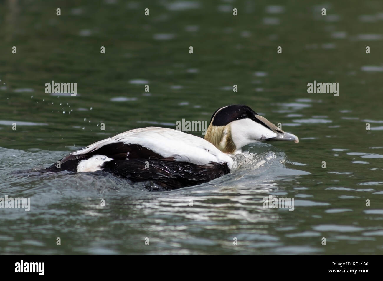 Eider Enten schwimmen im Wasser Stockfoto