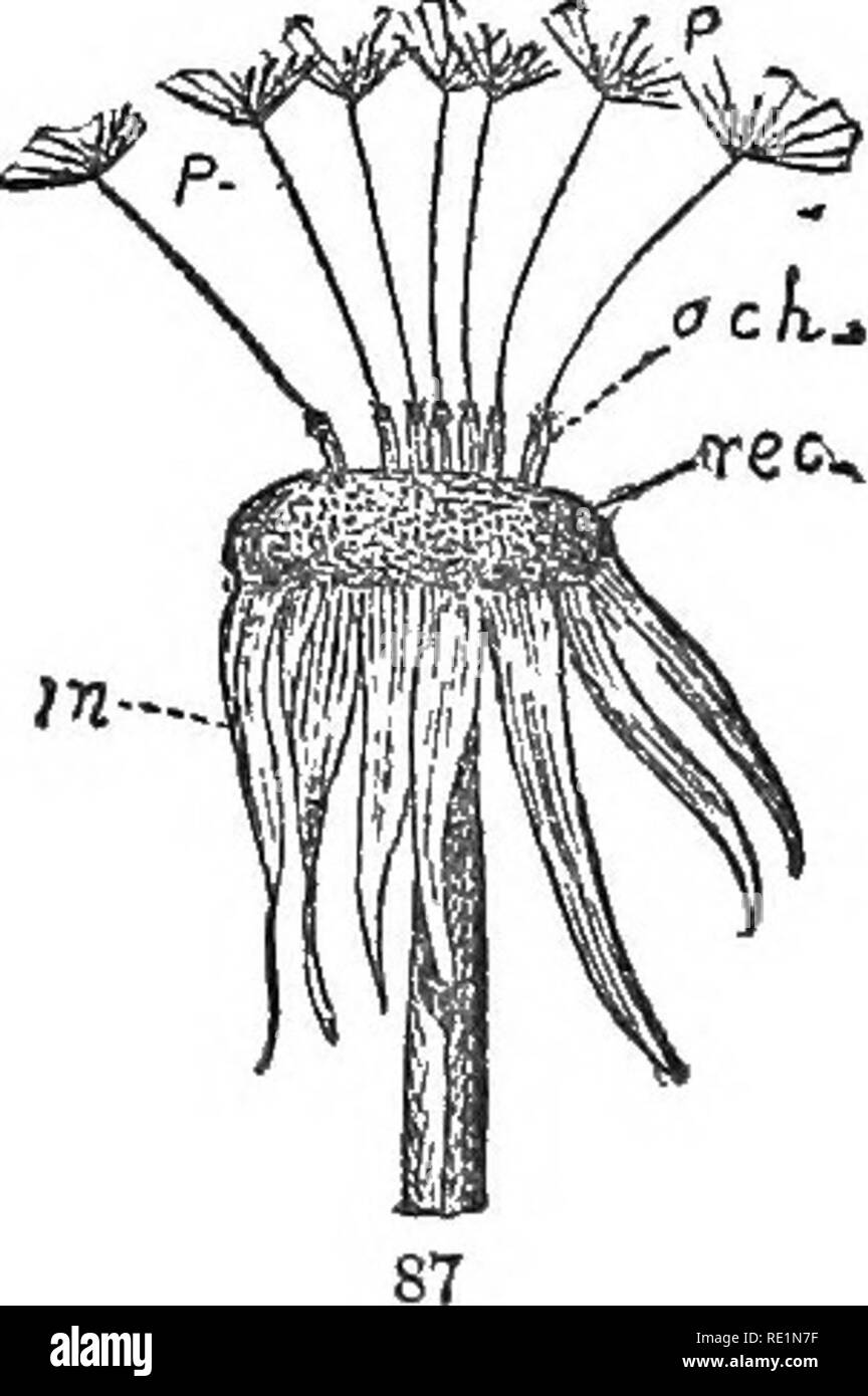 . Die Elemente der Botanik umarmen organography, Histologie, pflanzlichen Physiologie, Systematische Botanik und wirtschaftlichen Botanik ... zusammen mit Ein vollständiges Glossar der "Botanische Begriffe". Botanik. Die Minute, die Zweige des Blütenstandsstiels oder schlanken Stielen, die die einzelnen Blumen unterstützen, werden als Stiele (Abb. 85, jjetf). 47. Die Hüllblätter sind generell utive dimin - Blätter, die die Blume subtend-Cluster, oder von deren Achsel der blumenstengel Erlöse (Abb. 85, hr). Die sec-ondary oder kleine Deckblätter auf der Stiele sind aufgerufen, den bractlets (Abb. 85, hrf). Sie haben in der Regel die ordentliche Funktion der verlorenen Stockfoto