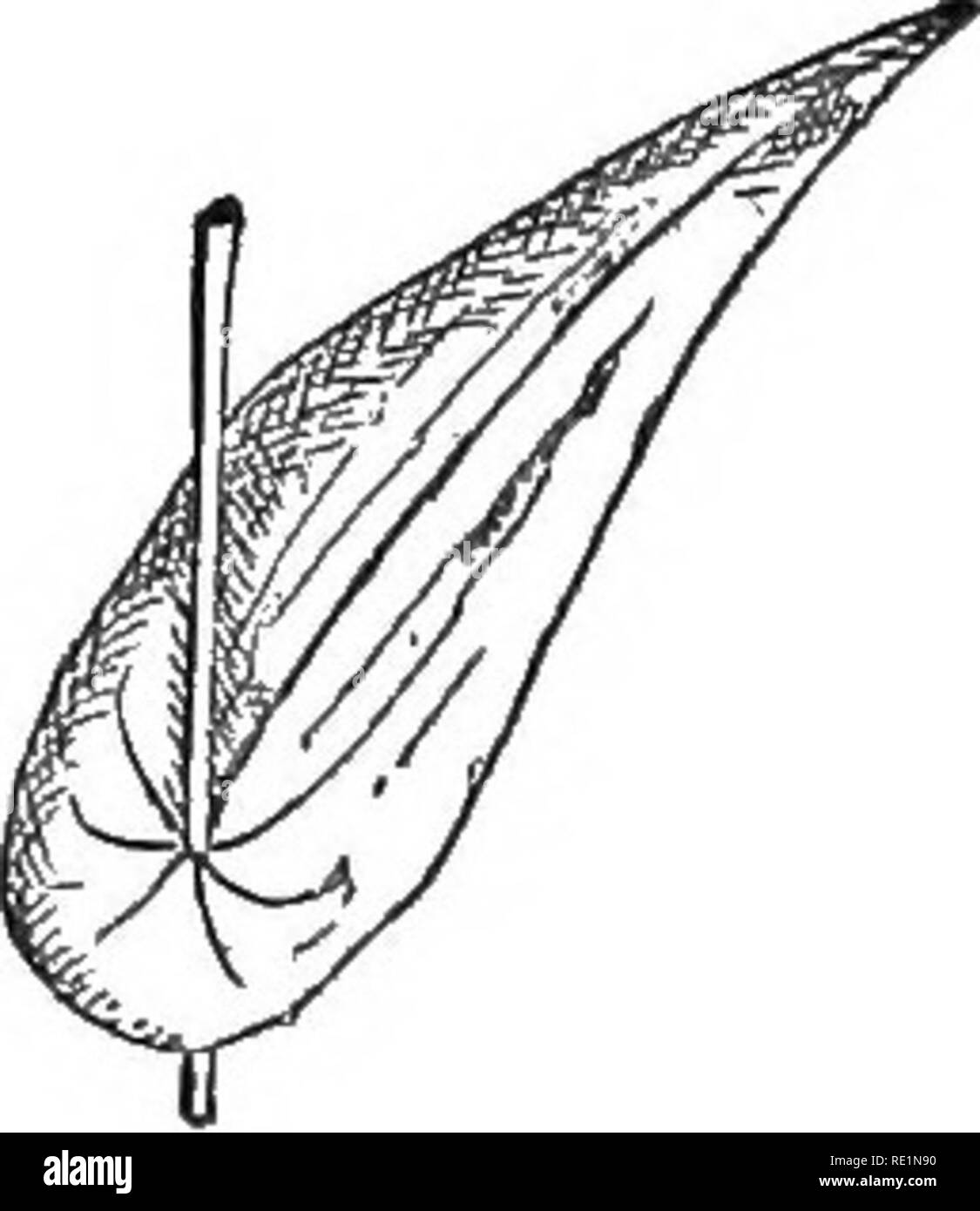 . Die Elemente der Botanik umarmen organography, Histologie, pflanzlichen Physiologie, Systematische Botanik und wirtschaftlichen Botanik ... zusammen mit Ein vollständiges Glossar der "Botanische Begriffe". Botanik. . Bitte beachten Sie, dass diese Bilder sind von der gescannten Seite Bilder, die digital für die Lesbarkeit verbessert haben mögen - Färbung und Aussehen dieser Abbildungen können nicht perfekt dem Original ähneln. extrahiert. Kellerman, William Ashbrook, 1850-1908. Philadelphia, J. E. Potter und Unternehmen Stockfoto