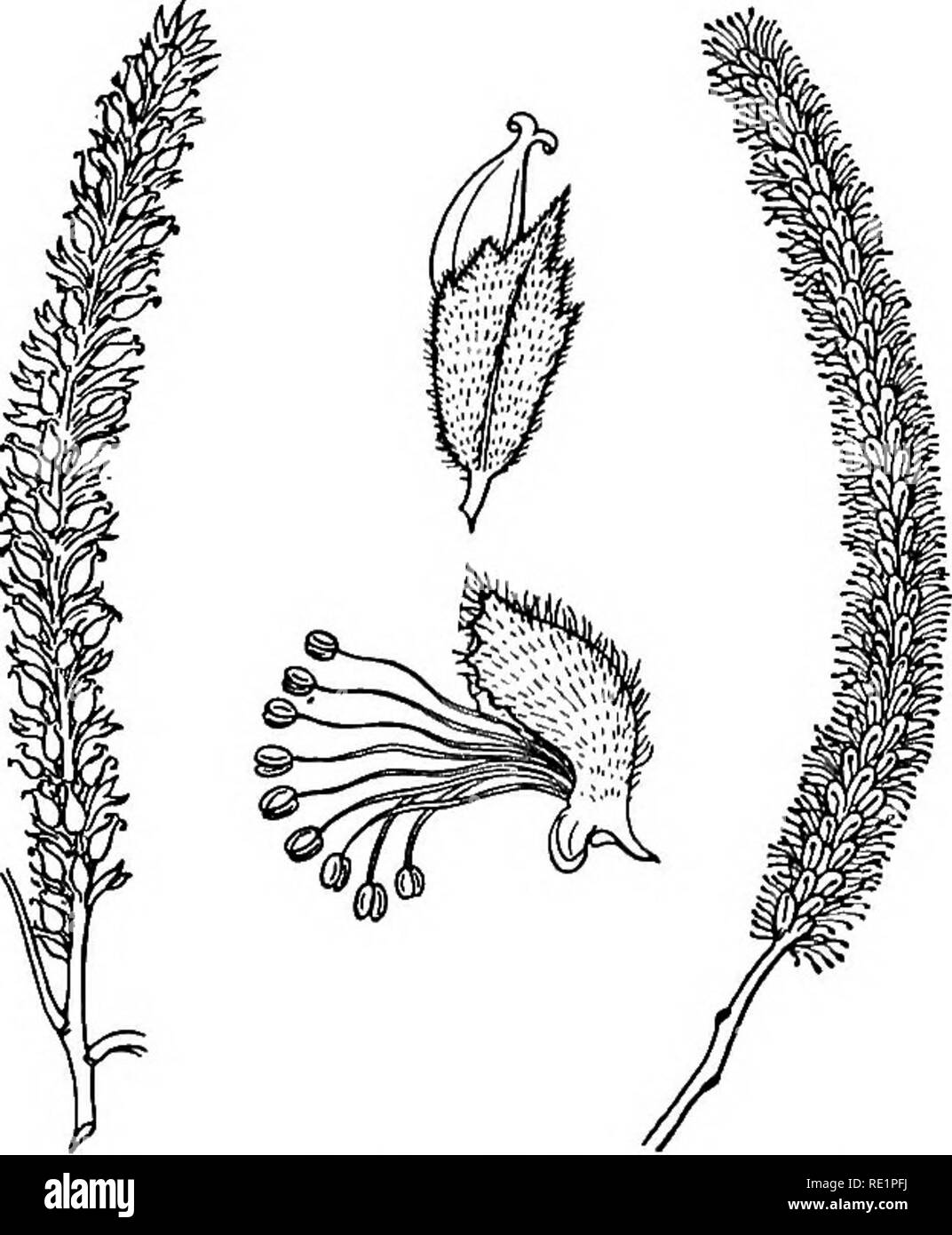 . Ein Handbuch der indischen Botanik. Botanik. 272 Klassifizierung connate Scale-Blätter an jedem der Gelenke oder Knoten, und der mit den Zweigen der Equisetums, daher der Name. Diese jhau ist eine ganz andere Pflanze aus dem Zwerg strauchigen jhau (Taviarix) von Sand - Banken. Nat. O.- Sahcacece umfasst die Willow {Salix), Pappel {Populus) von Europa. Salix tetra-Sperma (Abb. 242) ist ein kleiner Baum mit hier und da. Nat. Um 11. - Santalacece in chandan oder Sandelholz (Santalum Album), der eine root-Parasit, saugen seine Nahrung aus den Wurzeln seiner Gastgeber, wenn auch nicht ausschließlich, so doch teilweise Abhängigkeit Stockfoto