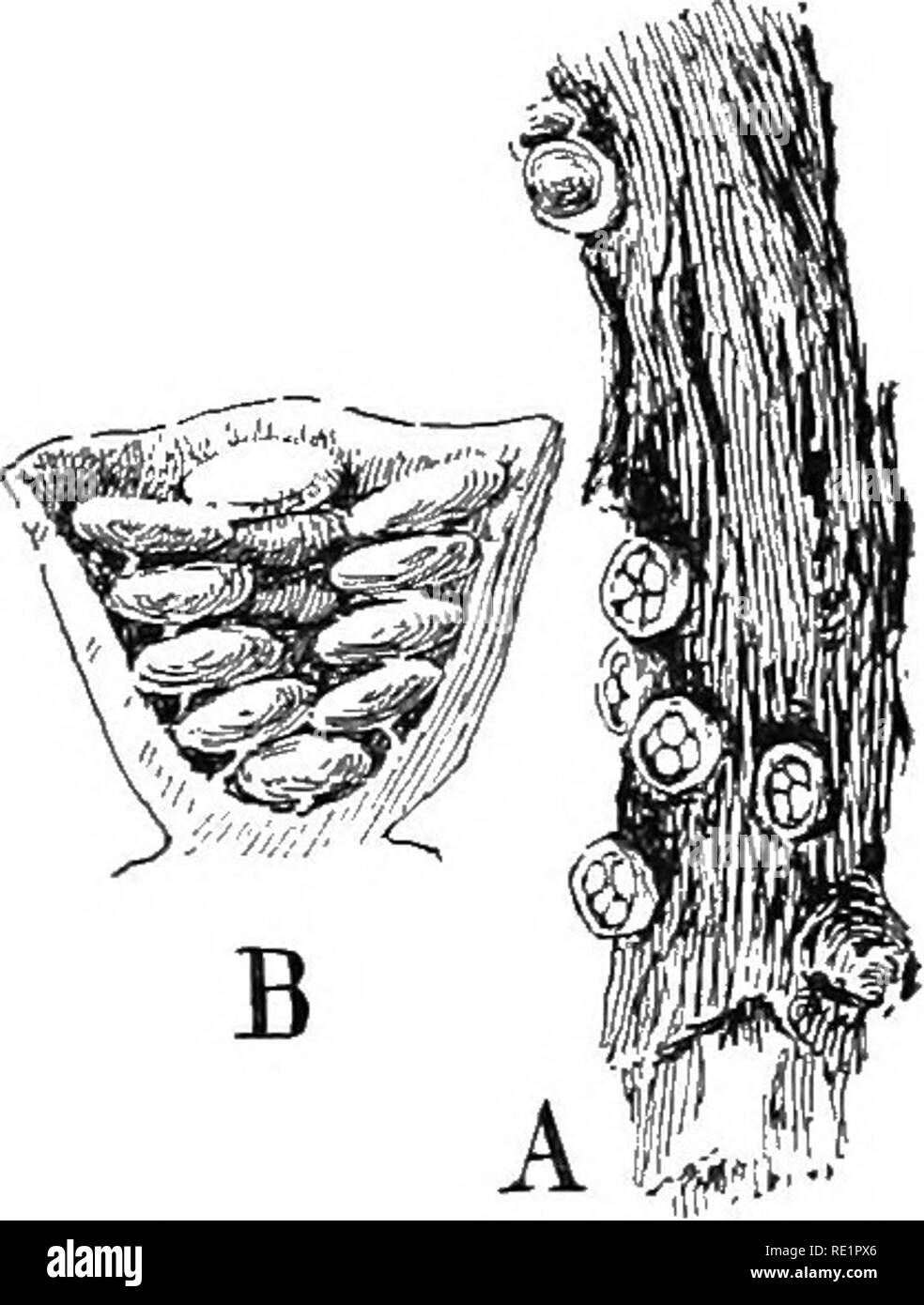 . Die Natur und die Entwicklung der Pflanzen. Botanik. Abb. 176. Eine Der bovisten im Volksmund als "Erde, Sterne, "show-ing die äußere Borke aufspalten in Stern - wie Abschnitte und die inneren peri-derm Eröffnung durch eine Pore bekannt. derm spaltet sich in ziemlich regelmäßigen sternförmige Segmente oder Schieber, die hygroskopisch sind. Bei feuchtem Wetter diese Ventile roll back, in einigen Arten wie die puffball vom Boden zu heben, als es in den Wind stellen und damit über eine bessere Entlastung der Sporen holen. Abb. 177. Eine gemeinsame Vogel - Nest - Pilz, Crucihulum: A, Gewohnheit der Pilz auf Zweig Stockfoto