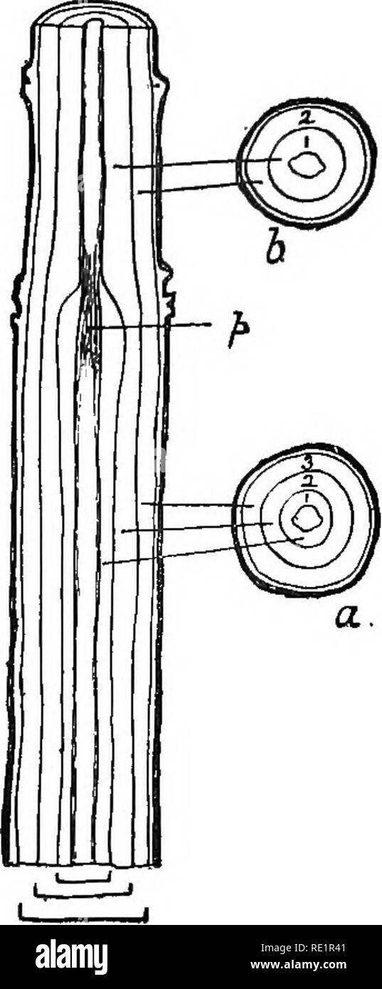 . Landwirtschaftliche Botanik, theoretische und praktische. Botanik, wirtschaftlichen; Botanik. Jährliche-Ringe: Knoten 123 vorhanden, und ein ähnliches hinaus ist mit der Bast auf seiner Innenseite. Die Menge der aus Holz hergestellt, indem das kambium ist immer sehr viel größer als die Bast. Darüber hinaus ist die Bastfasern Gewebe besteht hauptsächlich aus dünnwandigen Elemente, die in sehr dünne Blätter durch den Druck des wachsenden Holz und die re-sistent Rinde zerkleinert werden, während der Wald mit seinen Dickwandigen Zellen und Gefäße wenig in dieser Art und Weise leidet; in den Abschnitten der^T-. Abb. 57.- I. Stück von einem Stamm der Esche. A, Stockfoto