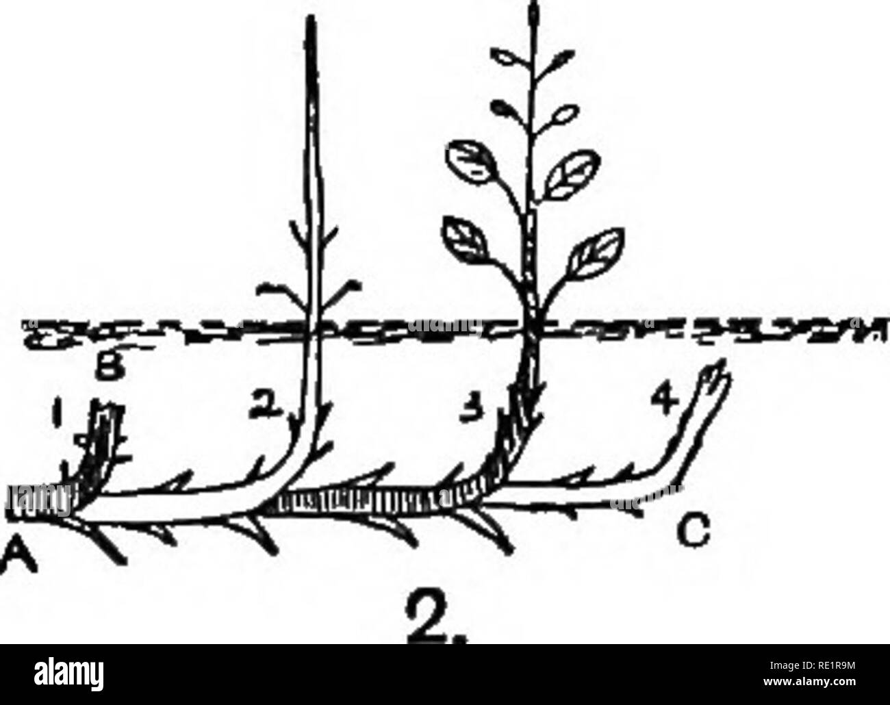 . Landwirtschaftliche Botanik, theoretische und praktische. Botanik, wirtschaftlichen; Botanik. Stämme UND IHRE SORTEN 5 S Ex. 29.- Kxamhie die Dornen auf der Weißdorn, Schlehe, Wild Plum, wilde Birnen- und Sanddorn. Beachten Sie ihren Ursprung in den Achseln der Blätter, und dass einige von ihnen tragen Knospen und Blätter. Ex. 30.- Die Herkunft der Läufer nach Erdbeere jjlants, Maus-Ohr Habichtskraut untersuchen, und kriechenden Hahnenfuß. Die Position der Blätter und Knospen auf den Läufer beobachten. ii. Mit der U-Bahn. Stämme innerhalb des Bodens manchmal ähneln Wurzeln, aber sie können von der letzteren durch den Besitz der Blätter und Knospen unterschieden werden Stockfoto