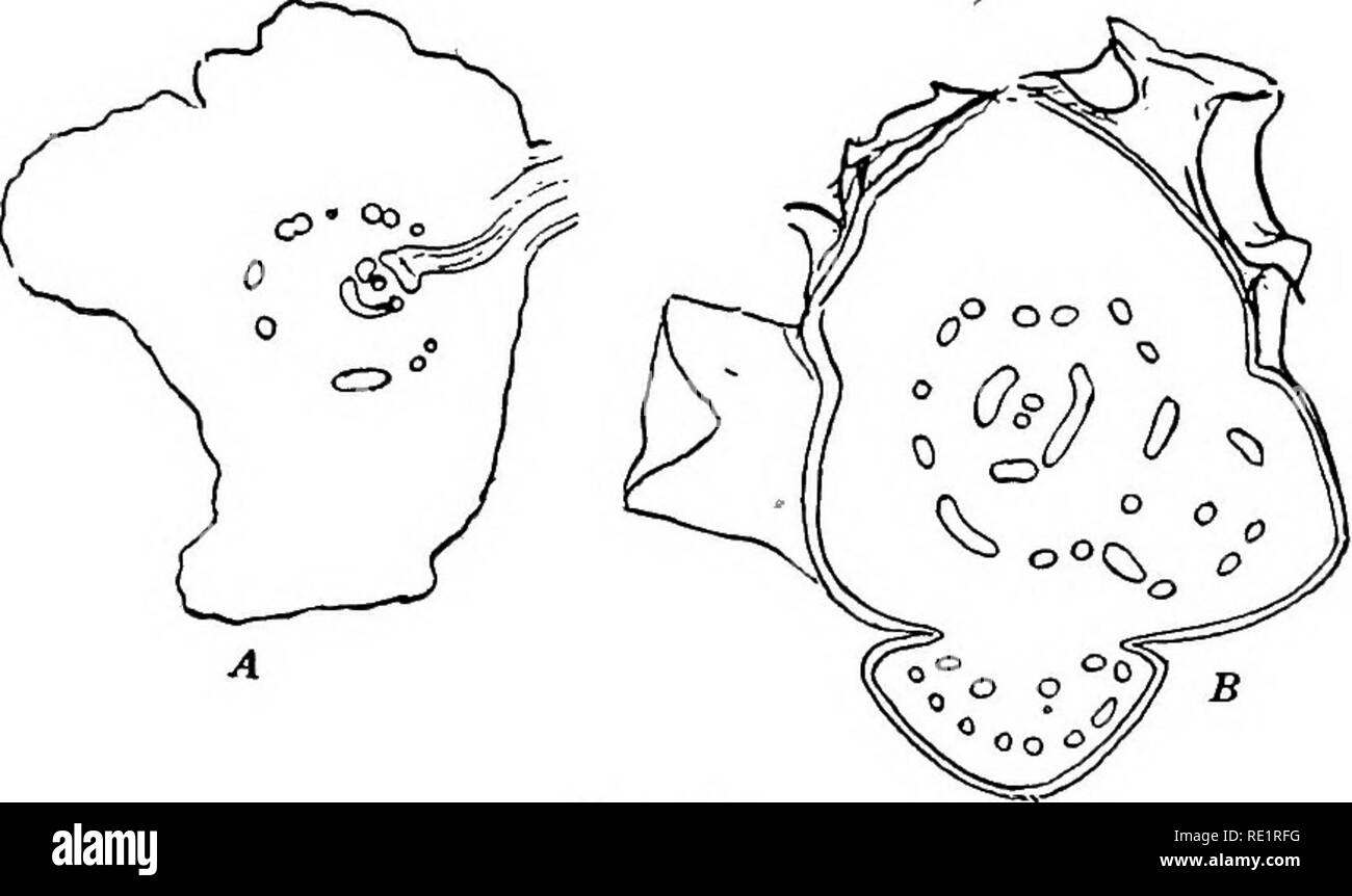 . Die Eusporangiatae; die vergleichende Morphologie der Ophioglossaceae und Marattiaceae. ; Ophioglossaceae Marattiaceae. Die älteren SPOROPHYT 177 Sporophyt in D. und D. jamaicejisis elliptica sind durch die weitere Verzweigung der primären medulläre Strand, oder ob einige von ihnen können neue Bundles von potraining Ursprungs sein, bleibt zu untersuchen. Die Anordnung der charakteristischen Verschleimung Kanäle ist das Gleiche in den beiden Arten untersucht. Es gibt einen Ring in der äußeren Region der Großhirnrinde und eine zweite Gruppe in der zentralen Region, diese zentralen normalerweise in der Nähe der vaskulären Bündel Stockfoto