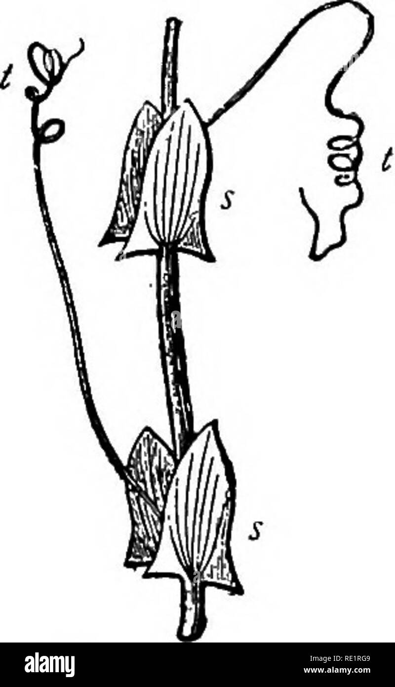 . Ein Handbuch der indischen Botanik. Botanik. Abb. 58.- Matar (^ Pisum sativum) t. Ranke. /, Blume, st, foli-aceous Nebenblatt.. Abb. 59.- Ranken (t) und das Blatt-wie Nebenblätter (s) von Lathyrus Aphaca {Vitis felimida) (siehe Abb. 174), und andere Reben, die Blätter sind - dagegen, sind Terminal leaf geändert - knospen; die von jhumka-Lata oder die Passionsblume (siehe Abb. 193) sind axillar Blatt geändert - knospen; die von matar oder Pea (Abb. 58), Masur oder Linsen, mash-kalai und Moog {Phaseolus), chhagal-Bati {Naravelia Zeylanica) und von vielen Bignonias sind Werbebroschüren von Com-lbs-Blätter geändert; die von ulat - chandal {Gloriosa Stockfoto