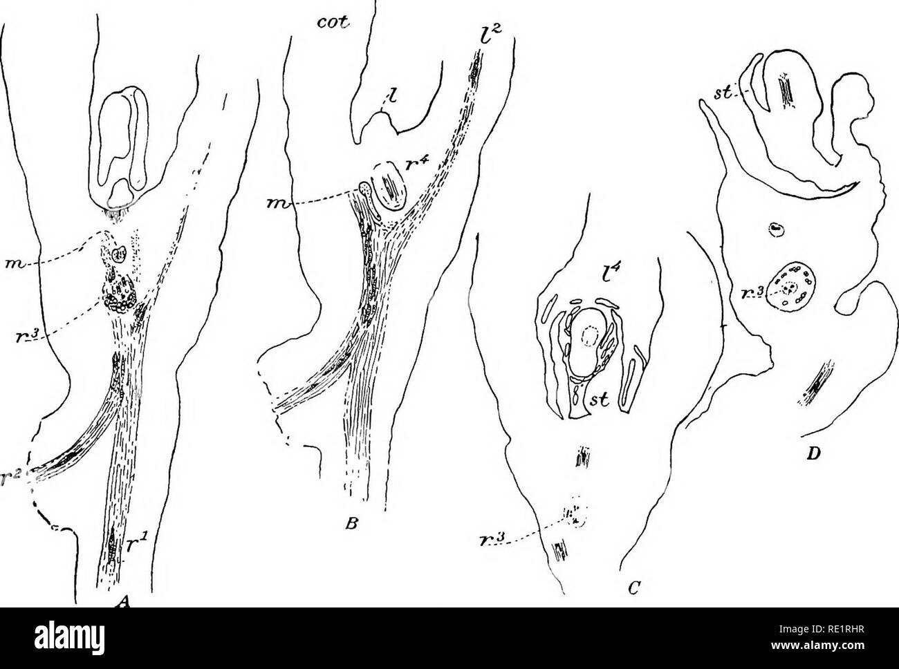 . Die Eusporangiatae; die vergleichende Morphologie der Ophioglossaceae und Marattiaceae. ; Ophioglossaceae Marattiaceae. Die älteren SPOROPHYT 167 Für lange Abschnitte der Stammzellen zeigen diese zentralen Bündel von Crescentic Form, zunächst aus dem Zusammenwachsen der Dritten, Vierten und Fünften blatt Spuren, aber weiter nach oben in der gleichen Form und durch das Hinzufügen von den Spuren aus der nachfolgenden Blätter hinzugefügt. Diese Crescentic Stele, die für die Bequemlichkeit der wie die Stele der Stammzellen gesprochen werden kann, wird völlig von foHar Herkunft. Die Mondsichel wird nie vollständig geschlossen und seine op Stockfoto