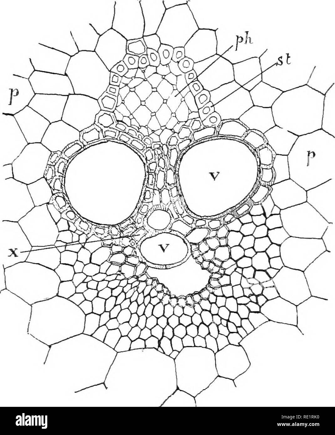 . Die Natur und die Entwicklung der Pflanzen. Botanik. Natur DER PFLANZEN 97 durch die Öffnung des vaskulären Zylinder wie im Fall des dicotyledones, Seite 76. Die Leitbündel gebildet, jedoch nicht lange einen einheitlichen Kurs durch die Stammzellen verfolgen, einige bald Drehen in die markröhre und andere Krümmung in der Großhirnrinde. Es ist auch bemerkenswert, dass es in der Regel kein kambium trennt das Xylem und Phloem. Es wird durch die Prüfung Bild gesehen werden. 61, dass die Gewebe des Bundles sind. Abb. 61. Querschnitt eines einzelnen vaskulären Bündel von Mais Stengel: ph, Phloem; x, kleine Zellen der Stockfoto