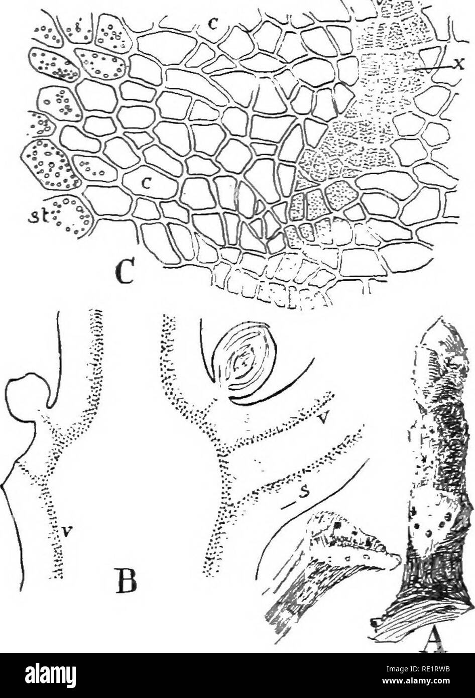 . Die Natur und die Entwicklung der Pflanzen. Botanik. Natur DER PFLANZEN 43 das Casting aus der Blätter reduziert den Bereich der Anlage, die sich auf die ungünstigen Bedingungen auf ein Minimum ausgesetzt ist. Diese Reduzierung der Fläche ist in der einen oder anderen Weise durch eine große Vielfalt von Pflanzen erfolgen. Viel unserer Frühling Vegetation wird aus Gründen der es möglich. Die Feder Schönheiten, Anemonen, fawn Lilien, iack-in-der-Kanzeln, etc., praktisch abgeschlossen. Abb. 28. Blatt fallen: A, Zweig der Rosskastanien, die Narbe nach dem Fall der Blätter gebildet. Die Punkte auf der Narbe zeigen die Position der Leitbündel t Stockfoto