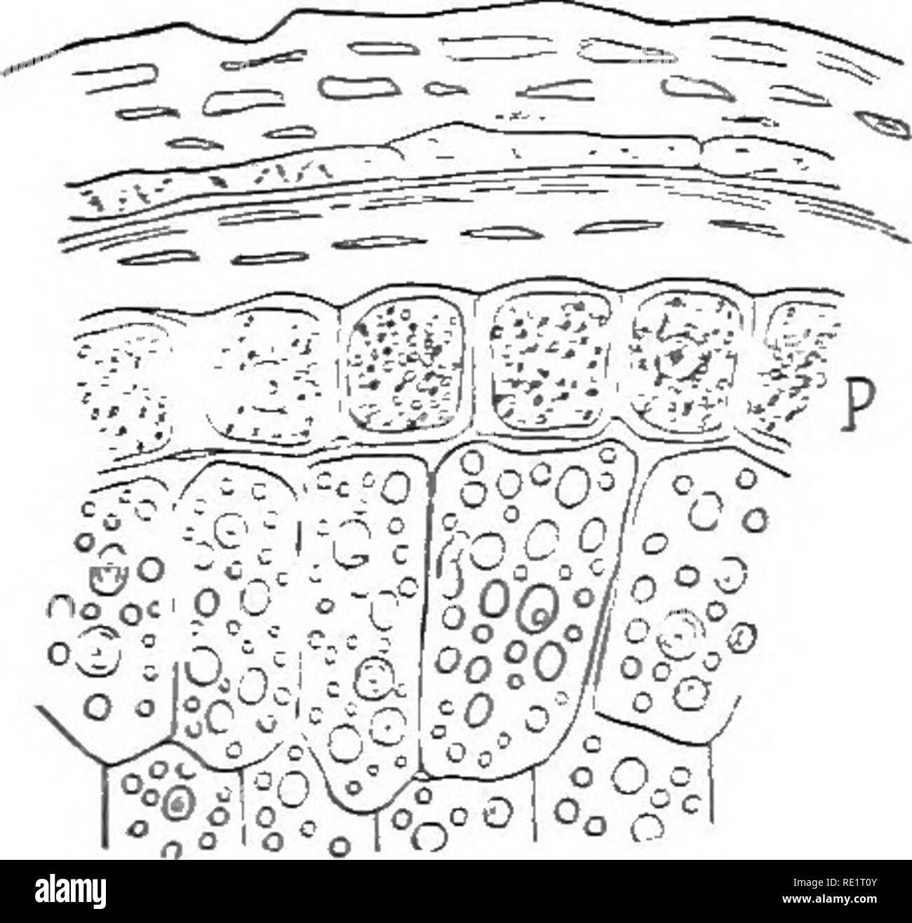 . Die Natur und die Entwicklung der Pflanzen. Botanik. Abb. Ii. Abb. 12. Abb. Ii. Stärke Körner: A, von der Bohne. B, von Potato. C, Compound, Korn von Kartoffel. Abb. 12. Abschnitt des äußeren Teil einer Weizenkorn: ^, Zellen, proteid Körner. Die größeren Zellen mit Stärke gefüllt.- ^ Nach Strasburger. seitig als in der Kartoffel (Abb. 11, B). Häufig zwei oder mehr Körner in einem leucoplast und zusammengesetzte Körner stammen Ergebnis (Abb. II, C). Proteids und anderen Lebensmitteln sind ebenfalls in die Speicherorgane, wo sie können, müssen aber nicht in der festen Form hinterlegt werden transportiert. Dies ist in der Regel effecte Stockfoto