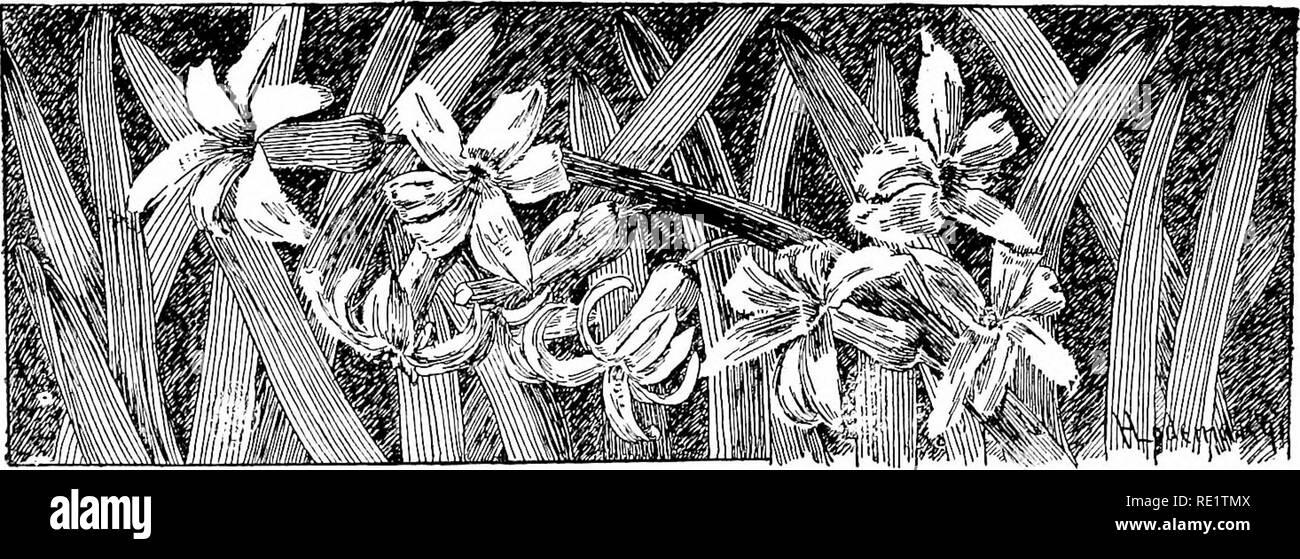 . Cyclopedia der amerikanischen Gartenbau, bestehend aus Anregungen für den Anbau von Gartenpflanzen, Beschreibungen der Arten von Obst, Gemüse, Blumen und Zierpflanzen in den Vereinigten Staaten und in Kanada verkauft, zusammen mit geographischen und Biographische Skizzen. Im Garten arbeiten. 782 HYACINTHUS HYBRIDEN. 1110. Römische Hyazinthe. DouBLi; Rot: Blumenstrauß Besitzes. Crimson. Edle par Merite. Tiefe Ros 3. Single Lila: haydu. Flieder-lila. SrNTjLE Gelb: Ich 'Lo. Pnre gelb. KiDg der Gelb. Tief gelb. Doppel Gelb: Goethe. Leuchtend gelb. Miniatur Hj - "acinths, oder "Niederländische Römer, "sind Stockfoto