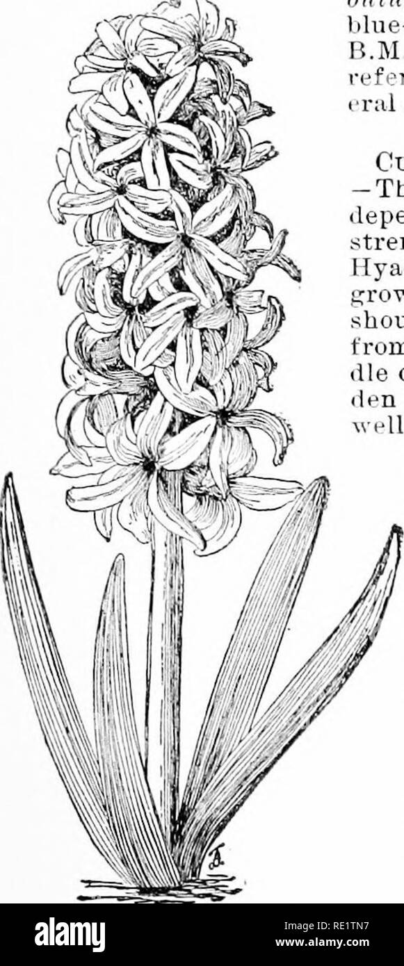 . Cyclopedia der amerikanischen Gartenbau, bestehend aus Anregungen für den Anbau von Gartenpflanzen, Beschreibungen der Arten von Obst, Gemüse, Blumen und Zierpflanzen in den Vereinigten Staaten und in Kanada verkauft, zusammen mit geographischen und Biographische Skizzen. Im Garten arbeiten. HYACINTHUS HYACINTHUS 781 cinth wird weitgehend in Holland zur Ausfuhr in diesem und anderen Ländern angebaut, und folglich wird gemeinhin als die Niederländische Hyazinthe bekannt. Tlie römischen Hyazinthe (Abbn. 1109-10) ist Var. Albulus, Baker (U. lilbnhis, Jordán. S. liomAnuSy Hort., nicht Linn.), ist kleiner und schmaler slenderer, Ivs. Stockfoto