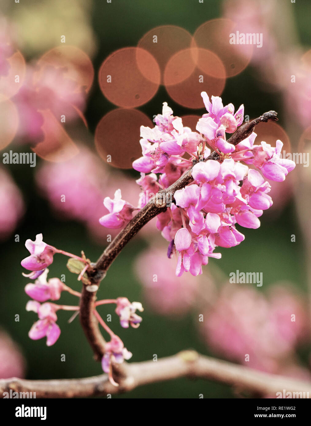 Östliche redbud blühenden Baum Stockfoto