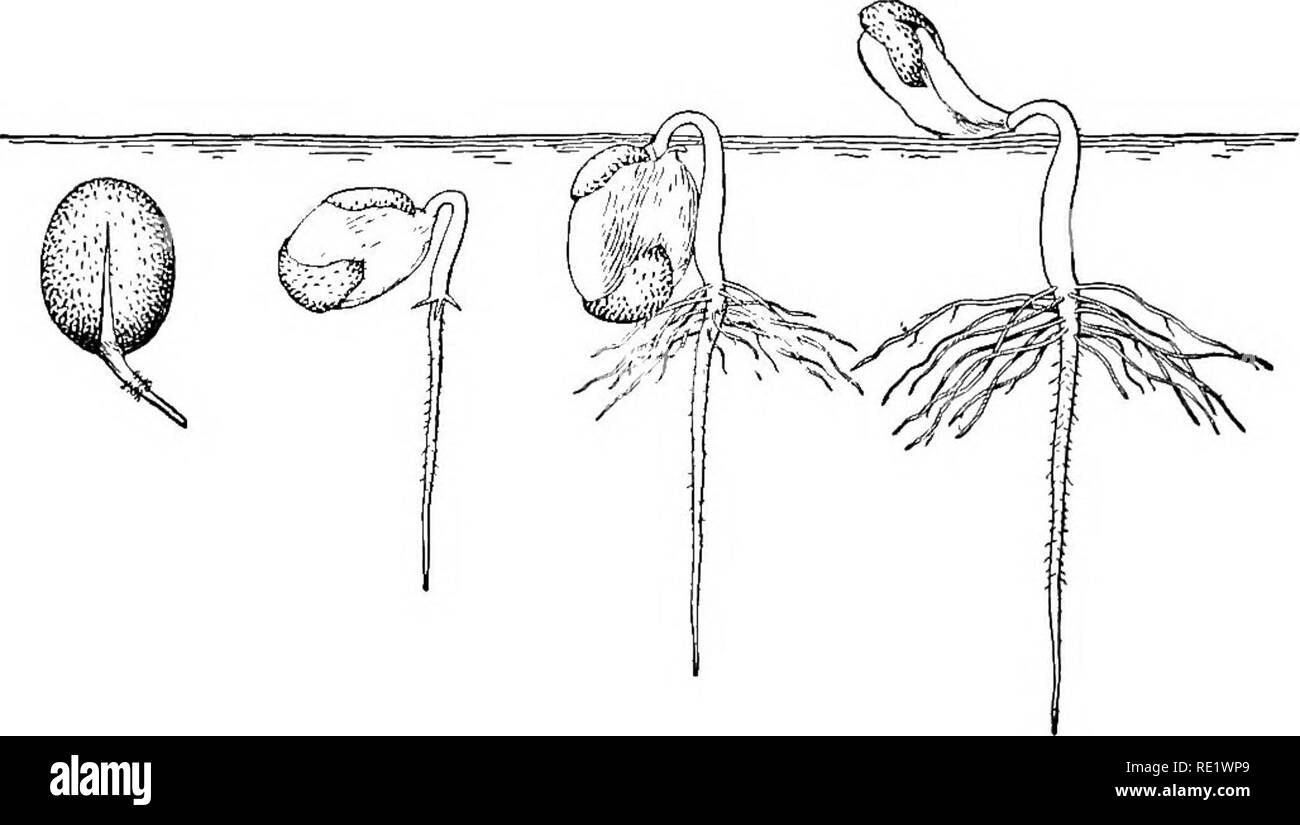 . Schule und Hausgärten. Gartenarbeit; Schule Gärten. Der GEMÜSEGARTEN217 Das hypocotyl. Eine kurze Entfernung von der Spitze des root, Klein, samtigen aussehende Haare ihr Äußeres. Die wurzelhaare nehmen Wasser mit Nähren - ment aus dem Boden. Das hypocotyl verlängert sich bis in die Nähe der Oberfläche der Erde, wo es eine Schleife, die Erde bricht und hebt die Keimblätter in die Luft. Die Saat. Abb. 120. Die Keimung der Castor Bean Blätter weiter ihre Nahrung für die jungen Pflanze für einige Zeit zu geben, nachdem sie vom Boden angehoben wurden. Anlage mehrere Reihen von Bohnen Stockfoto