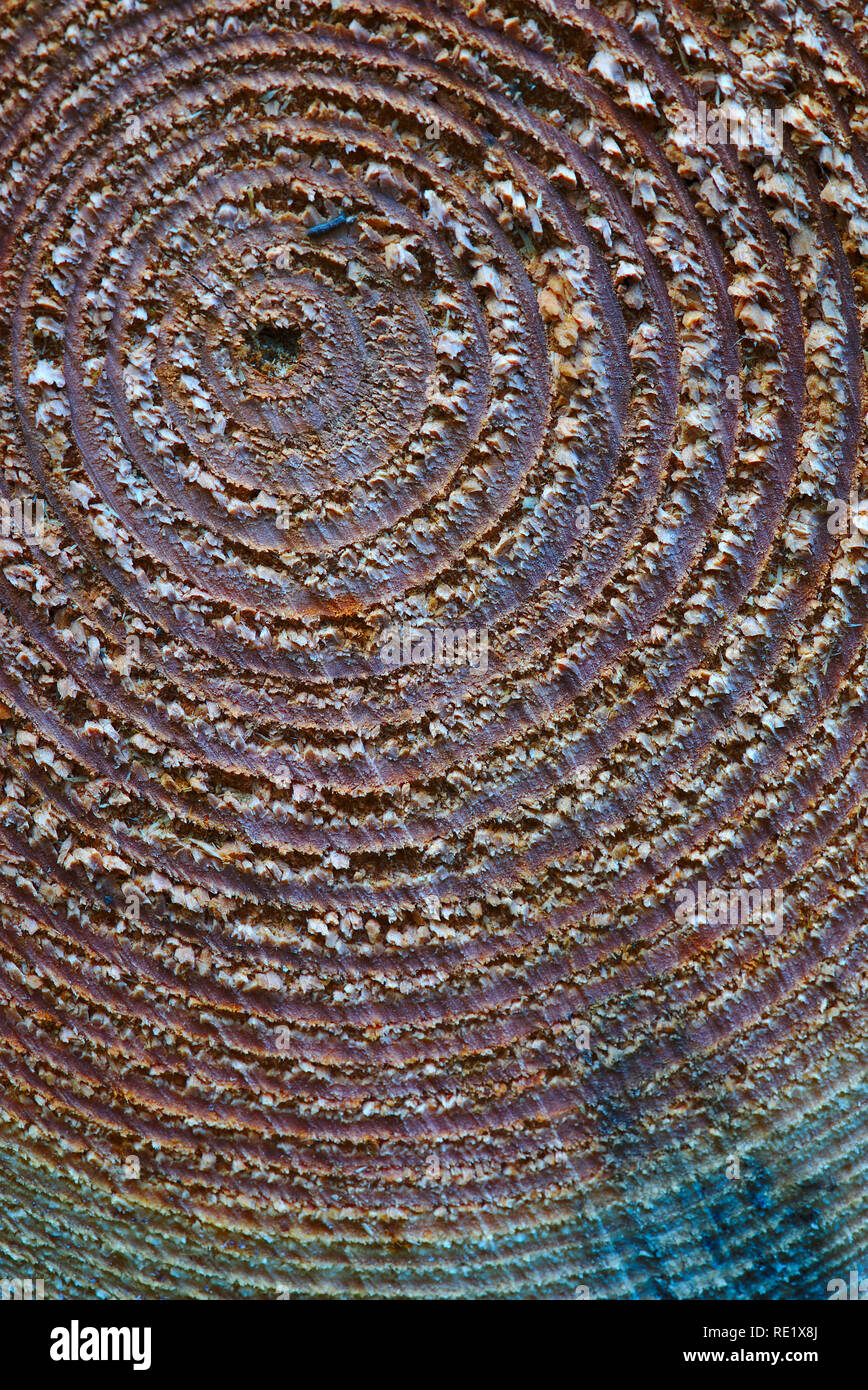 Holz Textur, konzentrischen Kreisen in einem Baumstamm, close-up Stockfoto