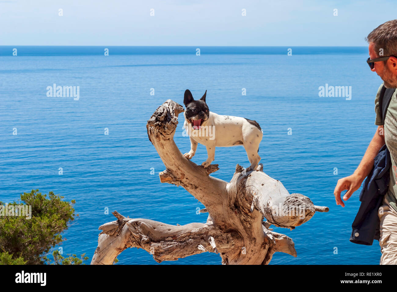 Französische Bulldogge Schwarz und Weiß mit seinem Besitzer auf einer trockenen Baum mit dem Meer im Hintergrund, Sommer kletterte, Sa Pedrera de Cala d'Hort, Stockfoto