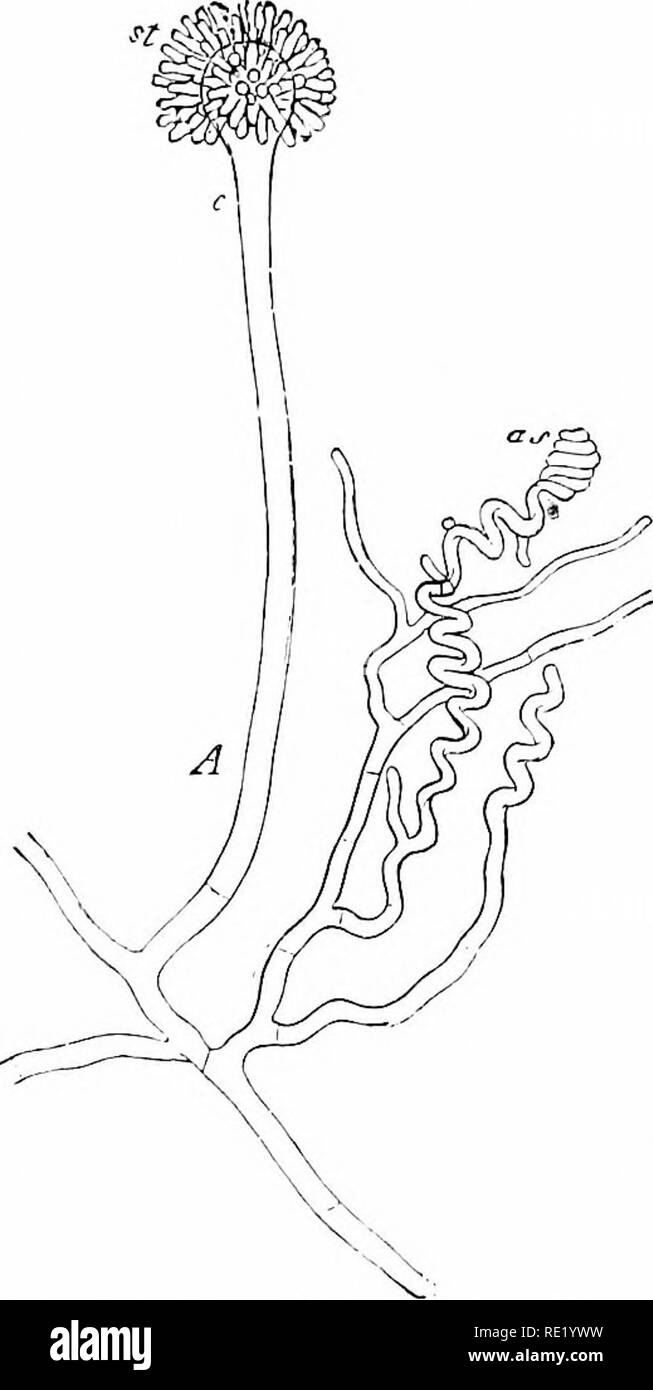 . Mikroorganismen und Krankheit. Eine Einführung in die Untersuchung von bestimmten Mikroorganismen. Mikroorganismen. XVIIl] Schimmel-pilze. Abb. 191.- Aspergillus Glaucus (nach De Darv). A. Hypha, dessen Ende, c, trägt Sf. Die basidien. als Ascogoniun;.. Bitte beachten Sie, dass diese Bilder sind von der gescannten Seite Bilder, die digital für die Lesbarkeit verbessert haben mögen - Färbung und Aussehen dieser Abbildungen können nicht perfekt dem Original ähneln. extrahiert. Klein, E. (Edward), 1844-1925. London, Macmillan und Co., Ltd. Stockfoto