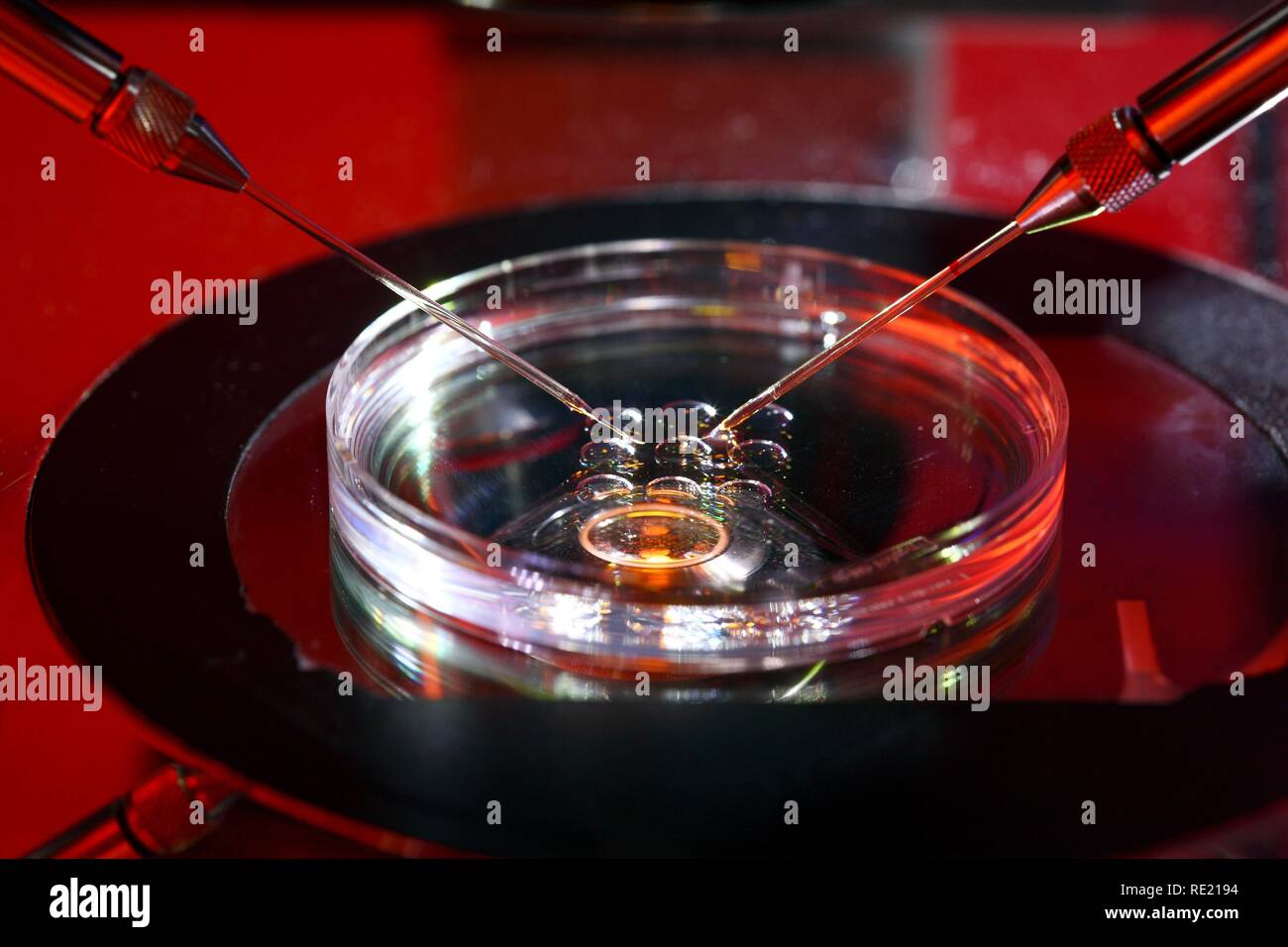 Künstliche Besamung mit der ICSI-Methode, die intrazytoplasmatische Spermieninjektion, unter dem Mikroskop Stockfoto