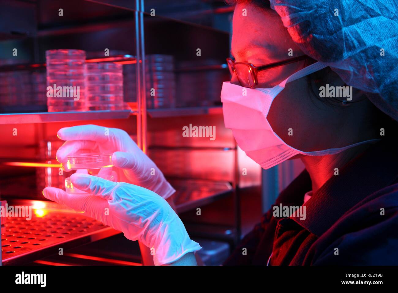 Ei Zellen in der Petrischale in einem Inkubator, künstliche Befruchtung, Zentrum für reproduktive Medizin Stockfoto