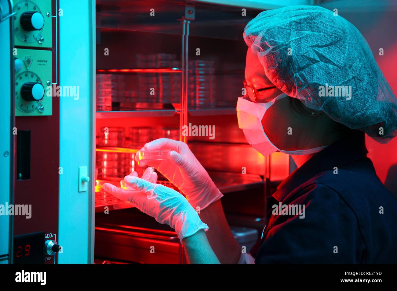 Ei Zellen in der Petrischale in einem Inkubator, künstliche Befruchtung, Zentrum für reproduktive Medizin Stockfoto