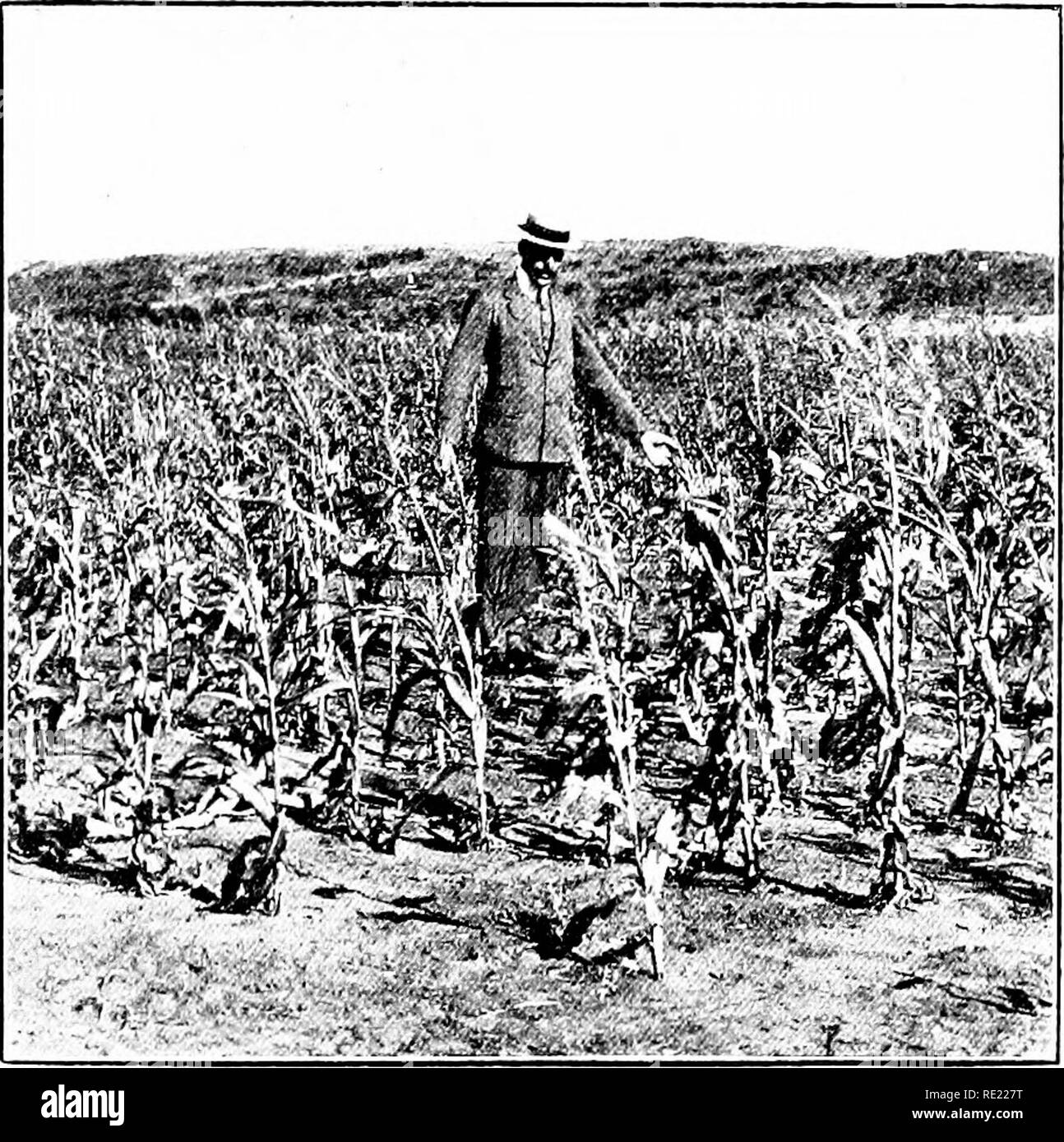 Mais; Seine Geschichte, Anbau, Verarbeitung Und Verwendet, Mit Besonderem  Bezug Auf Südafrika; Ein Text-Buch Für Landwirte, Studenten Der  Landwirtschaft Und Lehrer Der Natur Studieren. Mais, Mais. Erden Und Dünger  369 Teuer