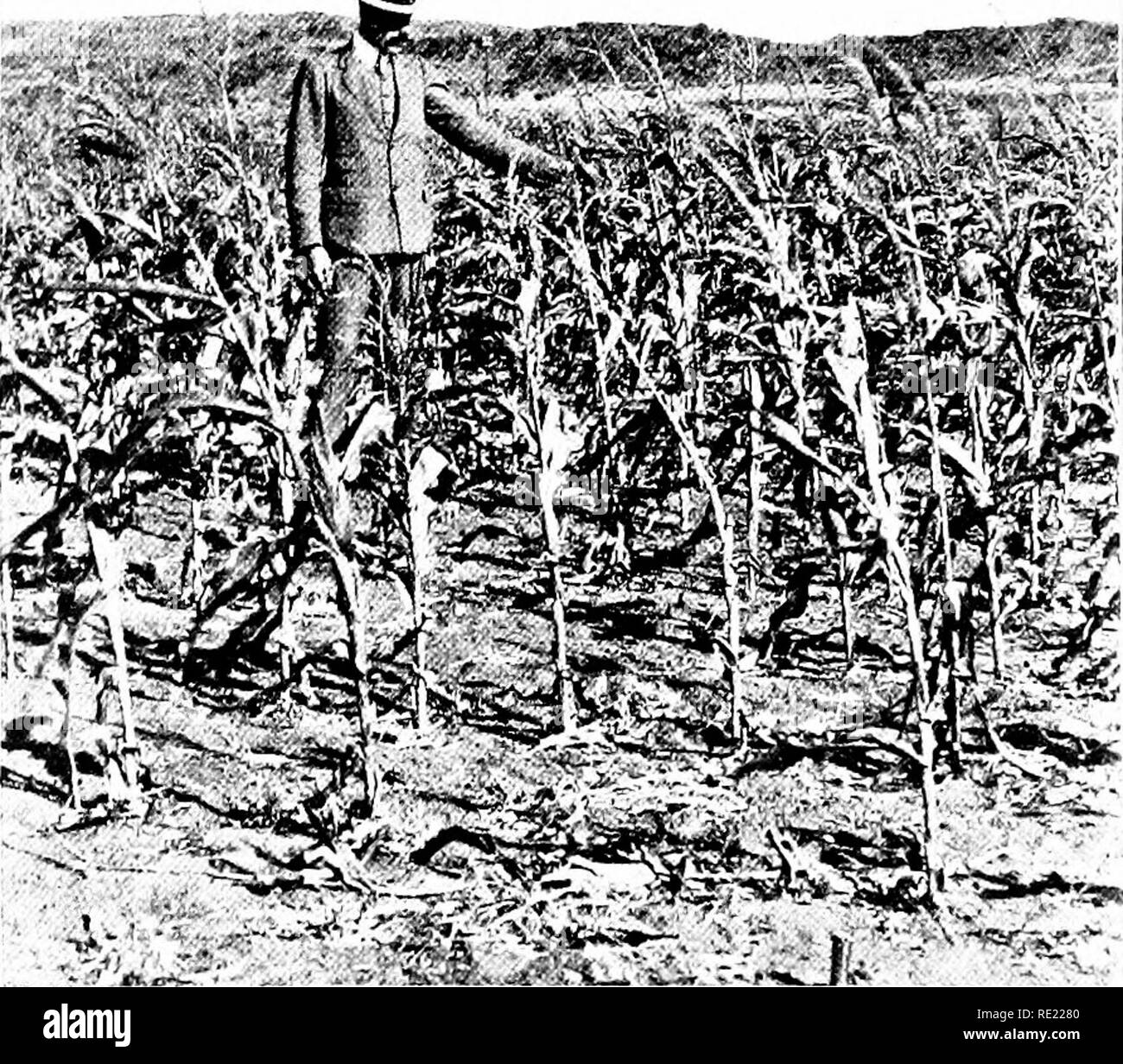 Mais; Seine Geschichte, Anbau, Verarbeitung Und Verwendet, Mit Besonderem  Bezug Auf Südafrika; Ein Text-Buch Für Landwirte, Studenten Der  Landwirtschaft Und Lehrer Der Natur Studieren. Mais, Mais. 363 Mais Chap.  Viii. Und