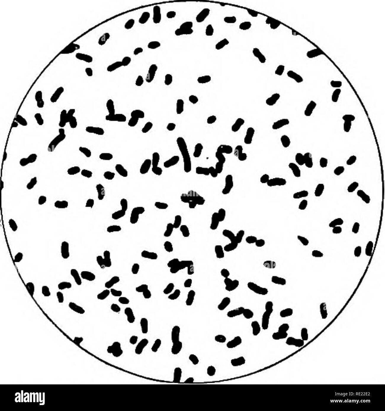 . Ein text-Buch der Bakteriologie. Die Bakteriologie. 538 PATHOGENER AEROBER BAZILLEN. Etwas irisierenden, die tiefe Kolonien sind kugelförmig, undurchsichtig, und homo-geneous. Das Wachstum auf der Oberfläche von nähragar ist reichlich vorhanden und die schnelle, eine leuchtende Milch-weiße Farbe, aud Creme - wie in der Konsistenz. Eine reiche Entwicklung Formen entlang der Linie der Punktion und die Kultur ist durch die Gasblasen aufgeteilt. In Glycerin-Agar, die Entwicklung von Gas ist sehr abun-ter und die Kultur Mittel erwirbt ein intensiv sauren Reaktion. Auf Kartoffel das Wachstum ist reichlich und schnelle bei einer Temperatur von 20° bis 30 °C und bildet Stockfoto