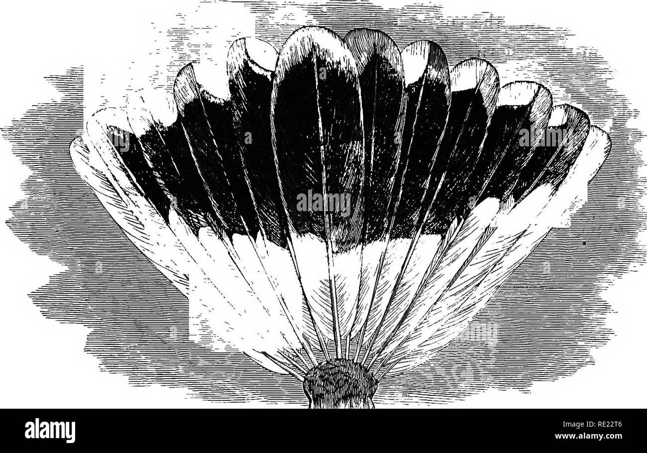 . Die geografische Verteilung der Familie Charadriidae, oder, der Regenpfeifer, Strandläufer, Schnepfen, und ihre Verbündeten. Ufer Vögel. GLAEEOLA. 263. GLAREOLA GRALLARIA. Langbeinige PRATINCOLE. Glareola tarso Longo (40 ad 50 Millim.;: axillaribus nigris: secundariis brunneis Omnino: cauda Diagnose. 13392 furcate. Es ist nicht bekannt, dass diese Art in irgendeiner Weise variiert. Variationen. Isabellaj glareola Vieillot, Nouv. Diät. d'Hist. Nat. xiii. S. 221 (1817). Glareola grallaria, Temminck, Mann d'Orn.II, S. 503 (1820). Glareola Australis, Lauge, Trans. Linn. Soe. xiii. S. 132 (1820). Stiltia grallaria {Tem Stockfoto